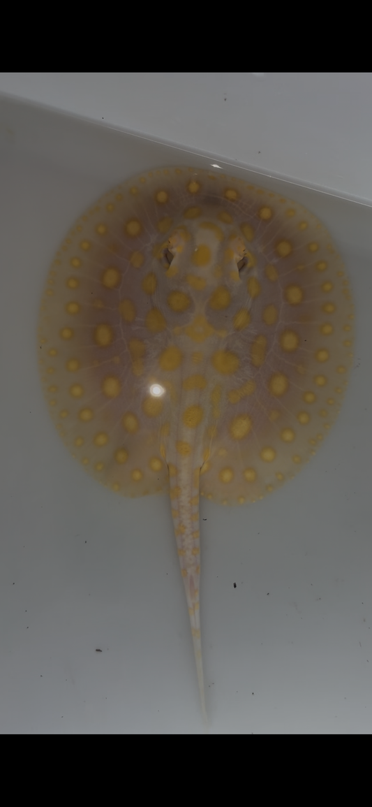 Freshwater stingray black diamond goldenbase albino with paddle tail female 6inch