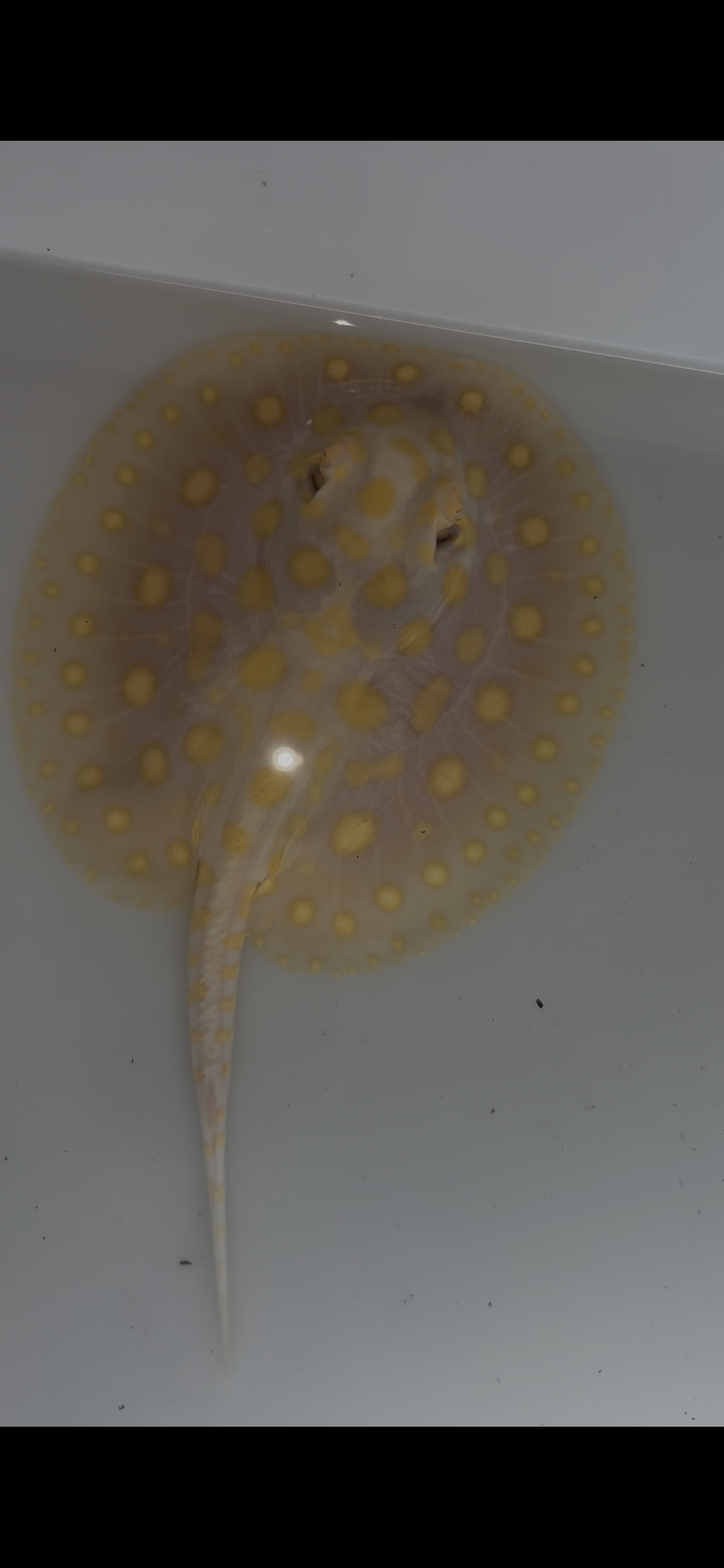 Freshwater stingray black diamond goldenbase albino with paddle tail female 6inch