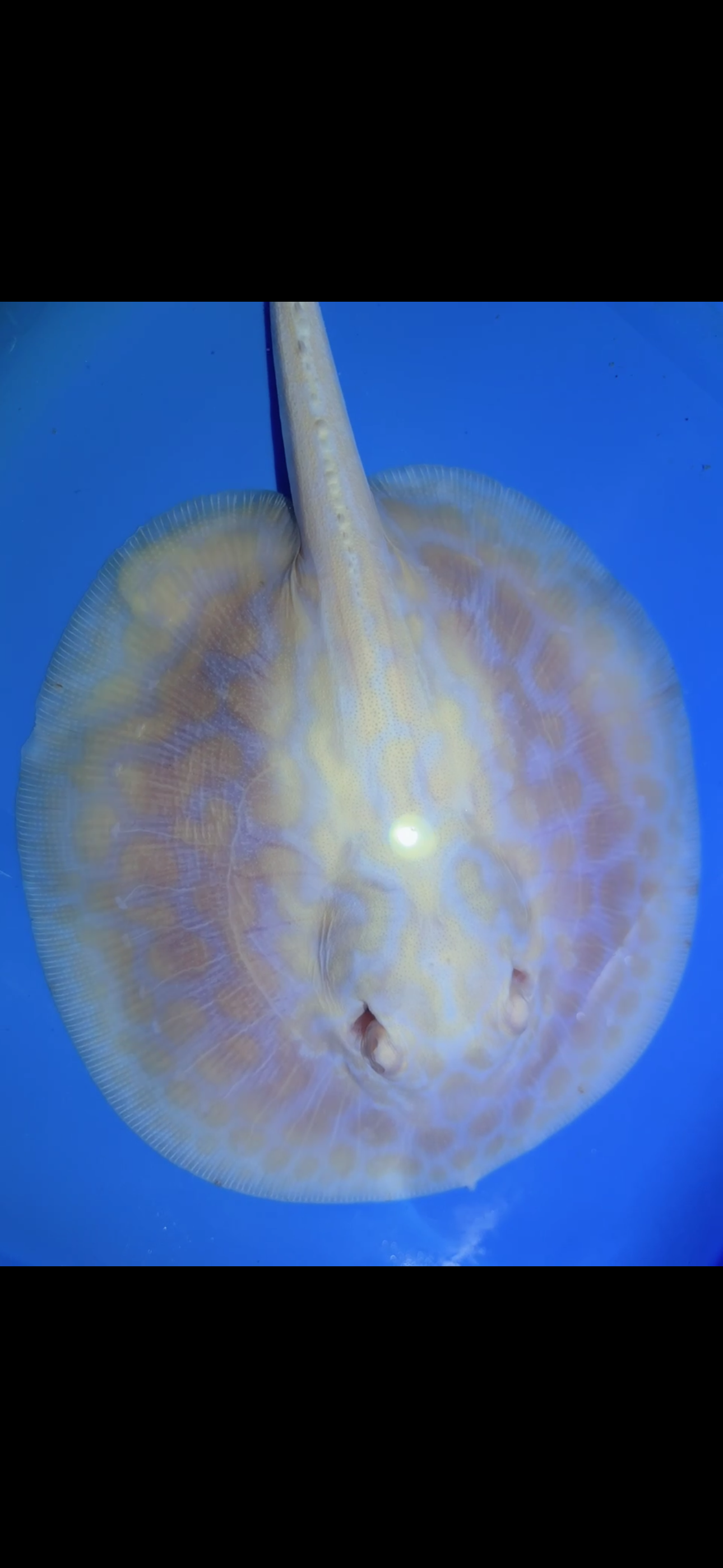 Freshwater Stingray GoldenBase Hybrid Albino Female 1