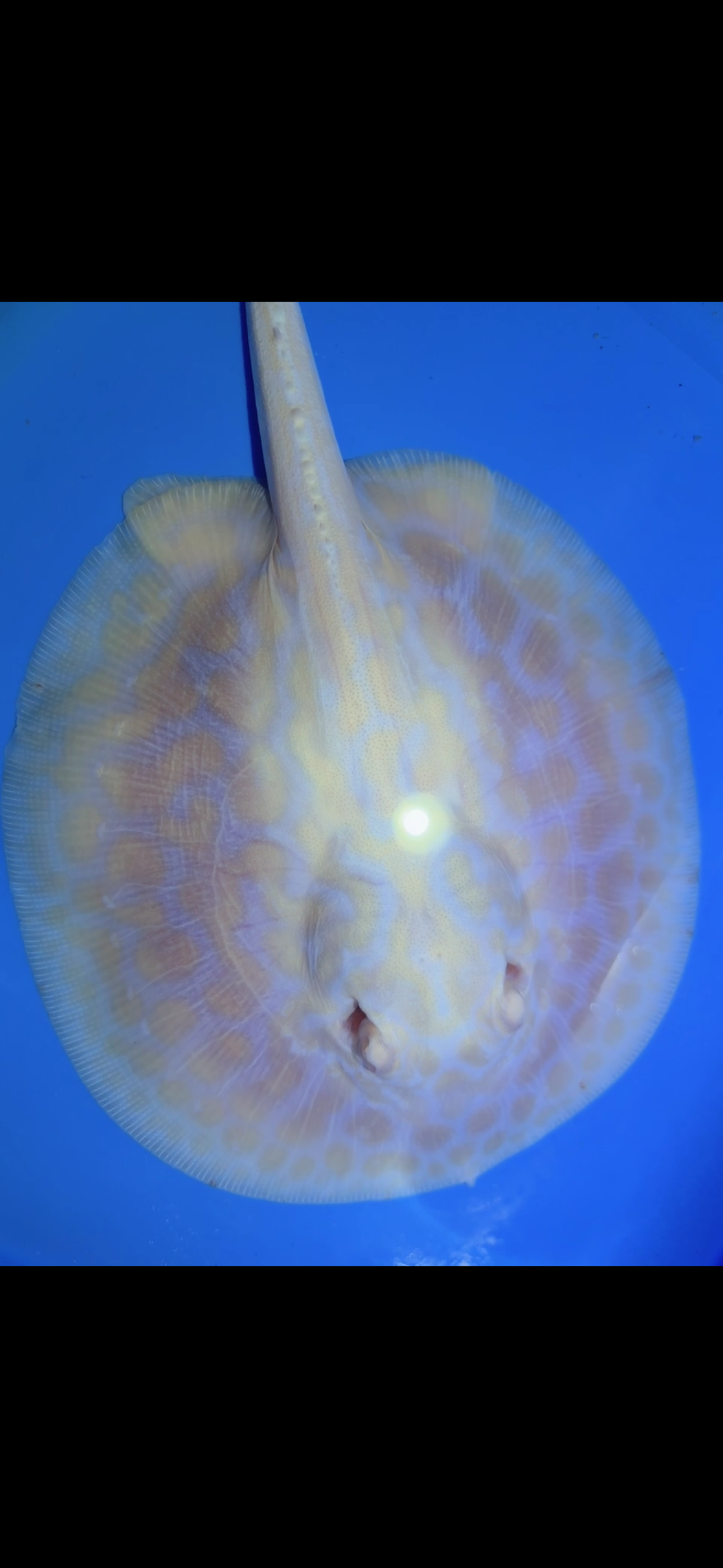 Freshwater Stingray GoldenBase Hybrid Albino Female 1