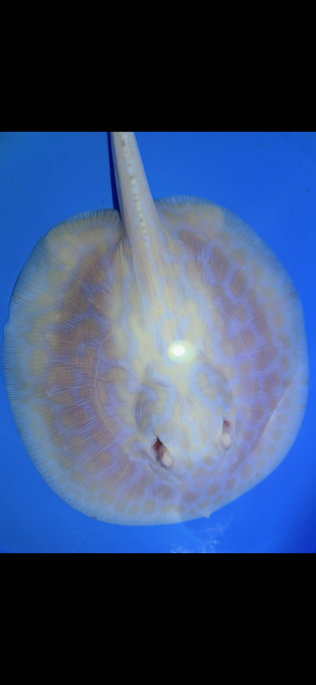 Freshwater Stingray GoldenBase Hybrid Albino Female 1