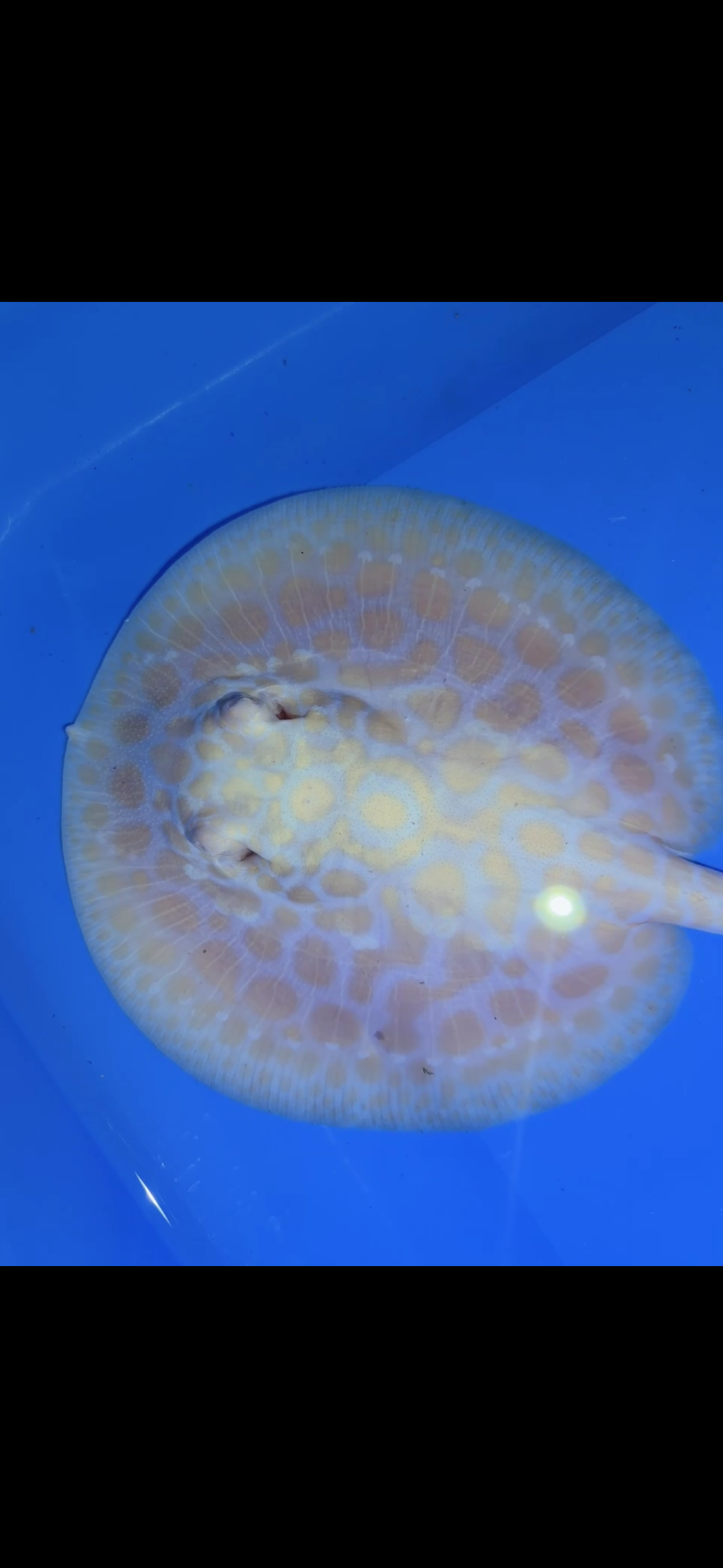 Freshwater Stingray GoldenBase Hybrid Albino Female 2