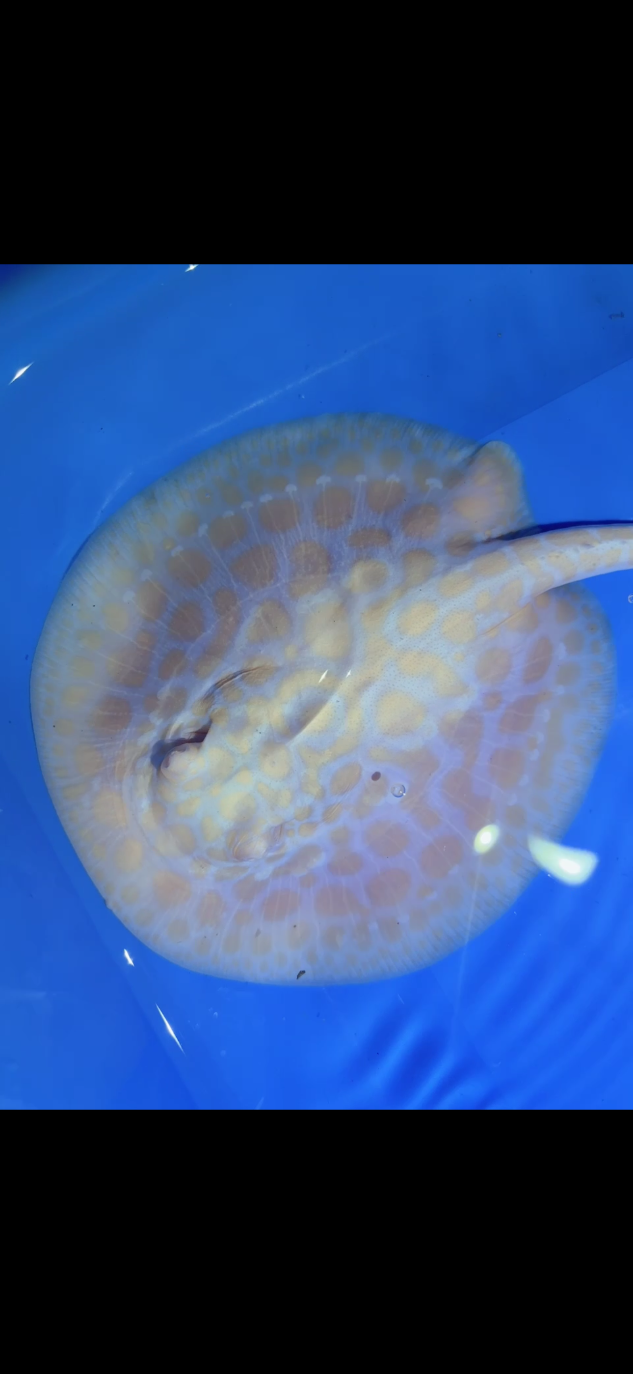 Freshwater Stingray GoldenBase Hybrid Albino Female 2
