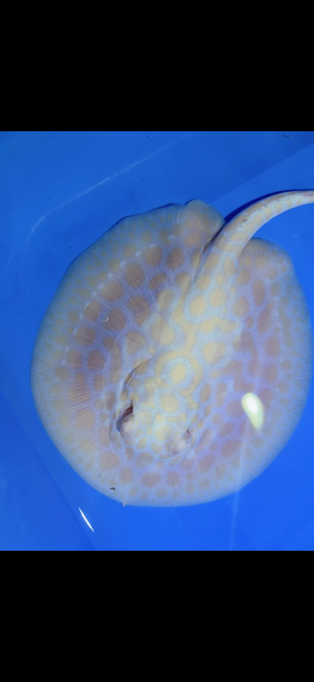 Freshwater Stingray GoldenBase Hybrid Albino Female 2