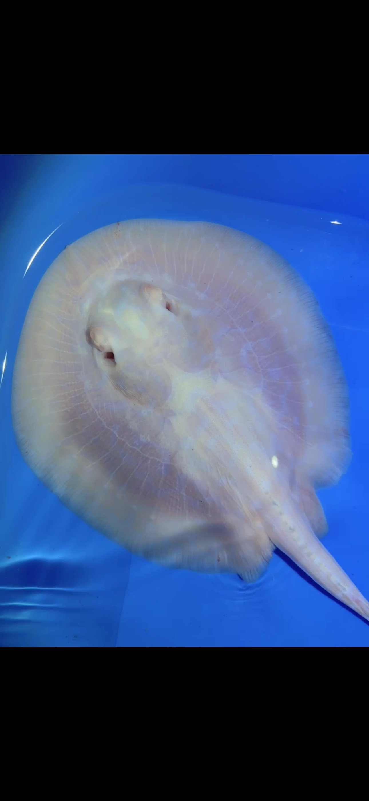 Freshwater Stingray GoldenBase Hybrid Albino Female 3
