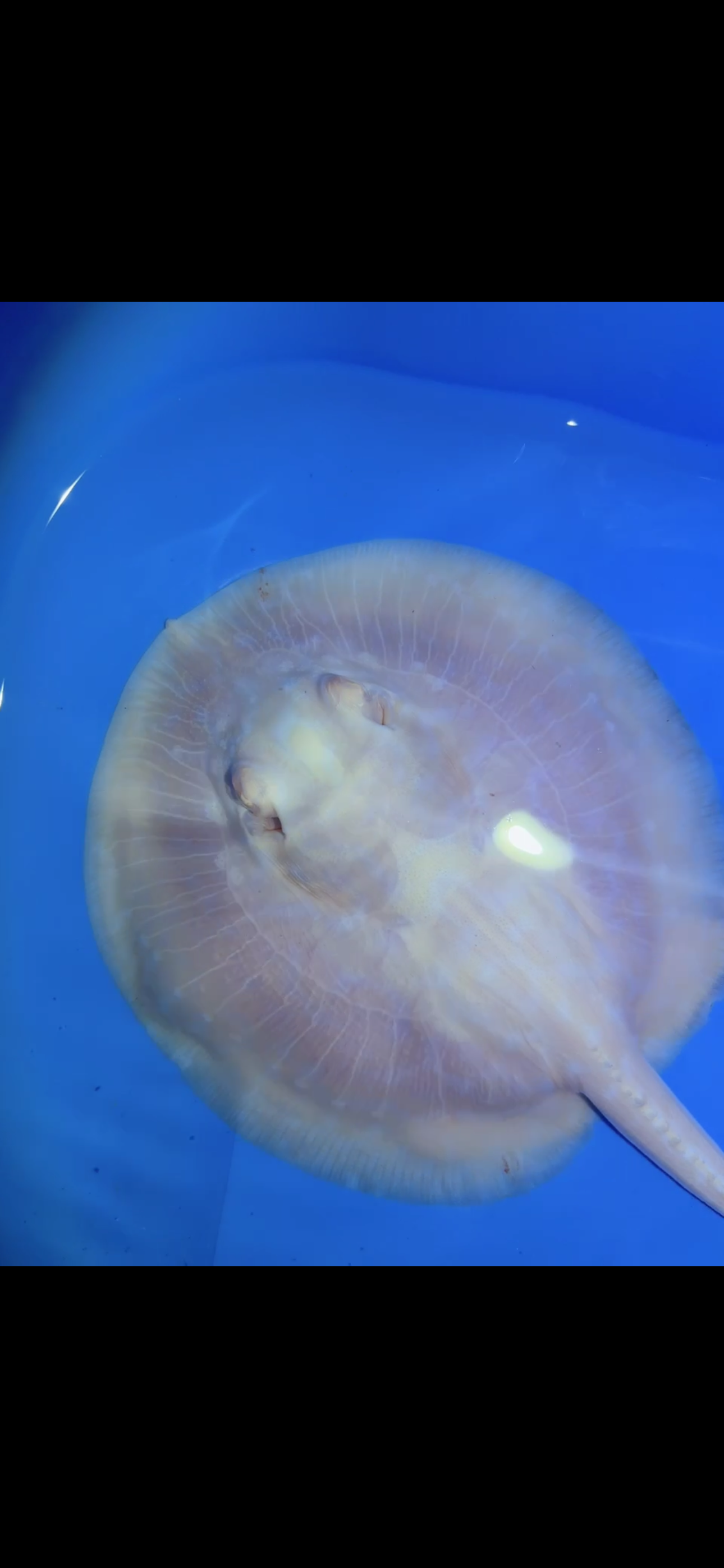 Freshwater Stingray GoldenBase Hybrid Albino Female 3