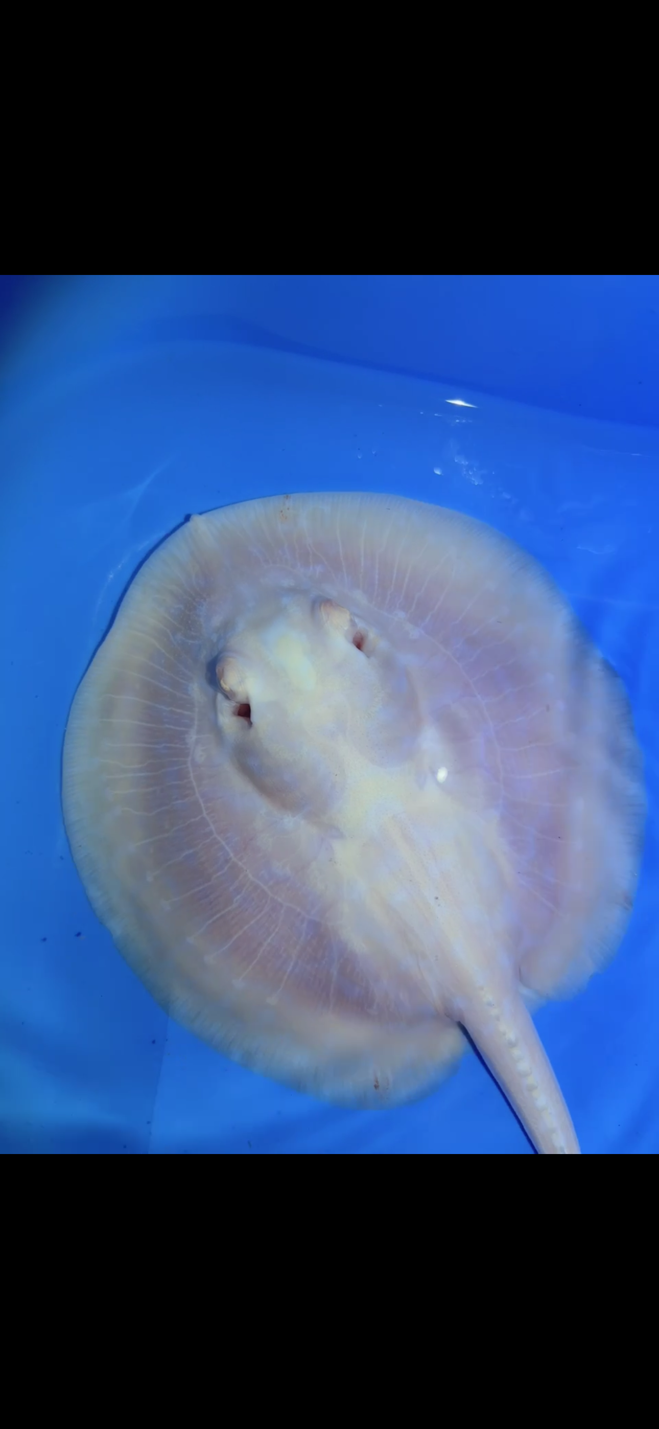 Freshwater Stingray GoldenBase Hybrid Albino Female 3