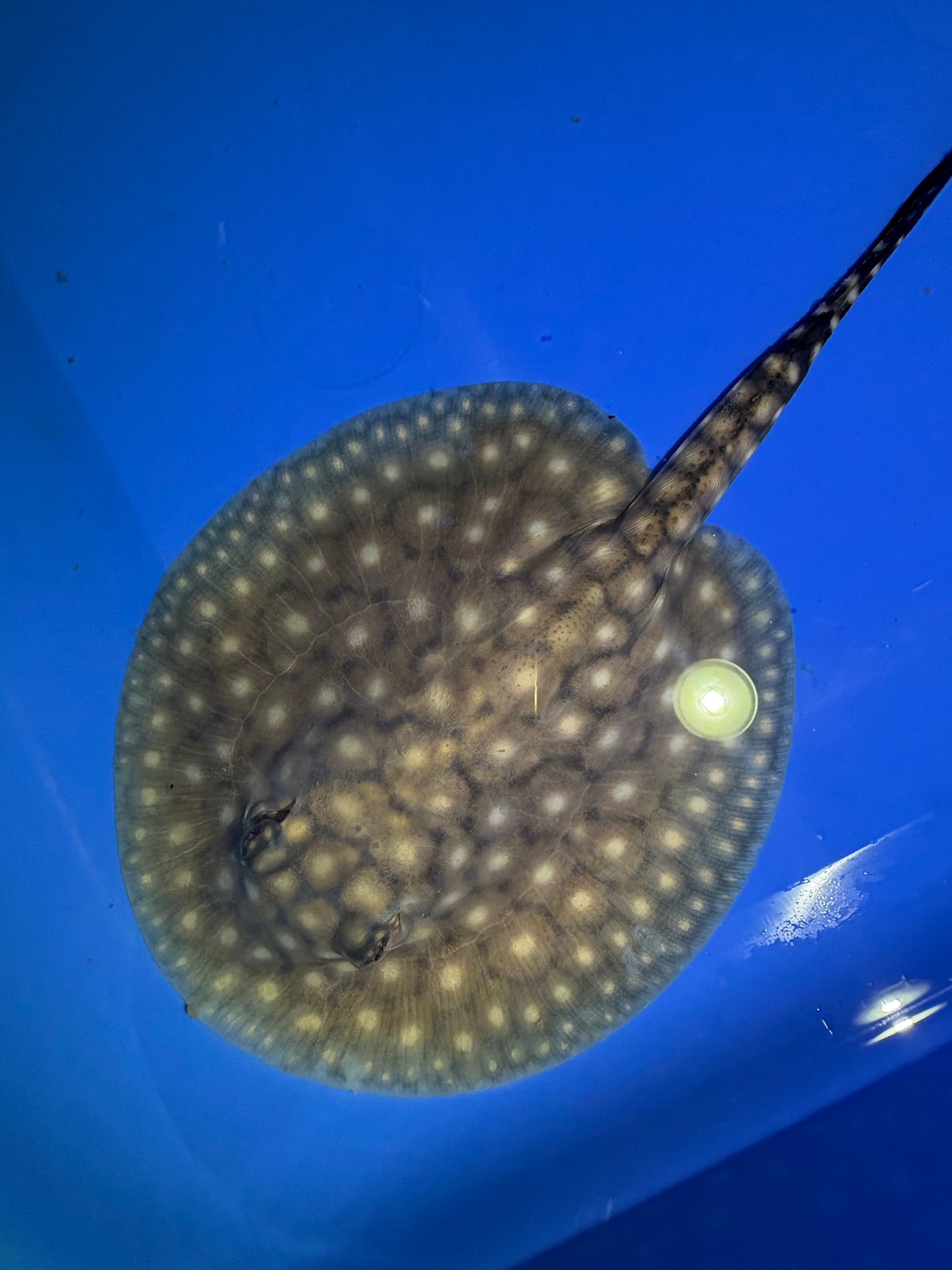 Freshwater Stingray P14 Male 2