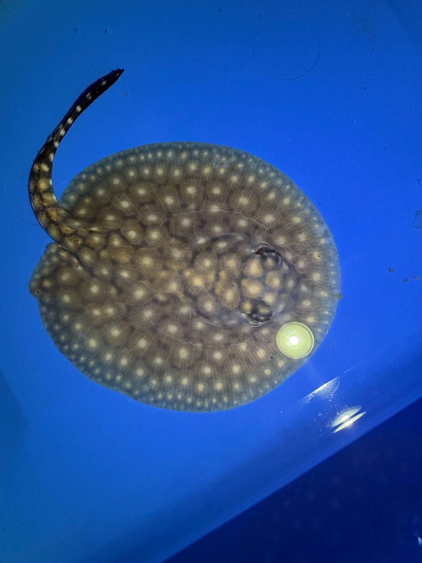 Freshwater Stingray P14 Male 2