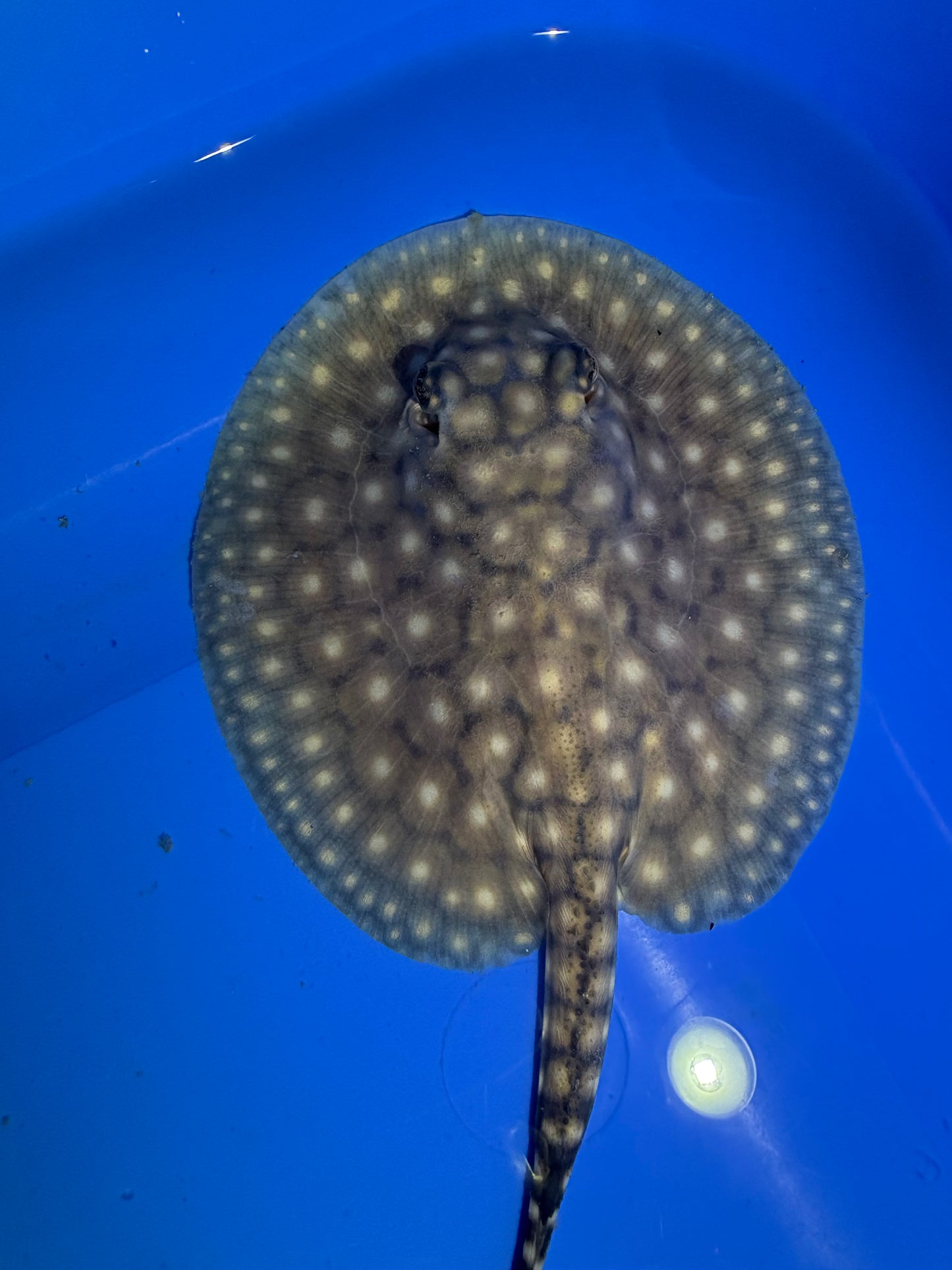 Freshwater Stingray P14 Male 2
