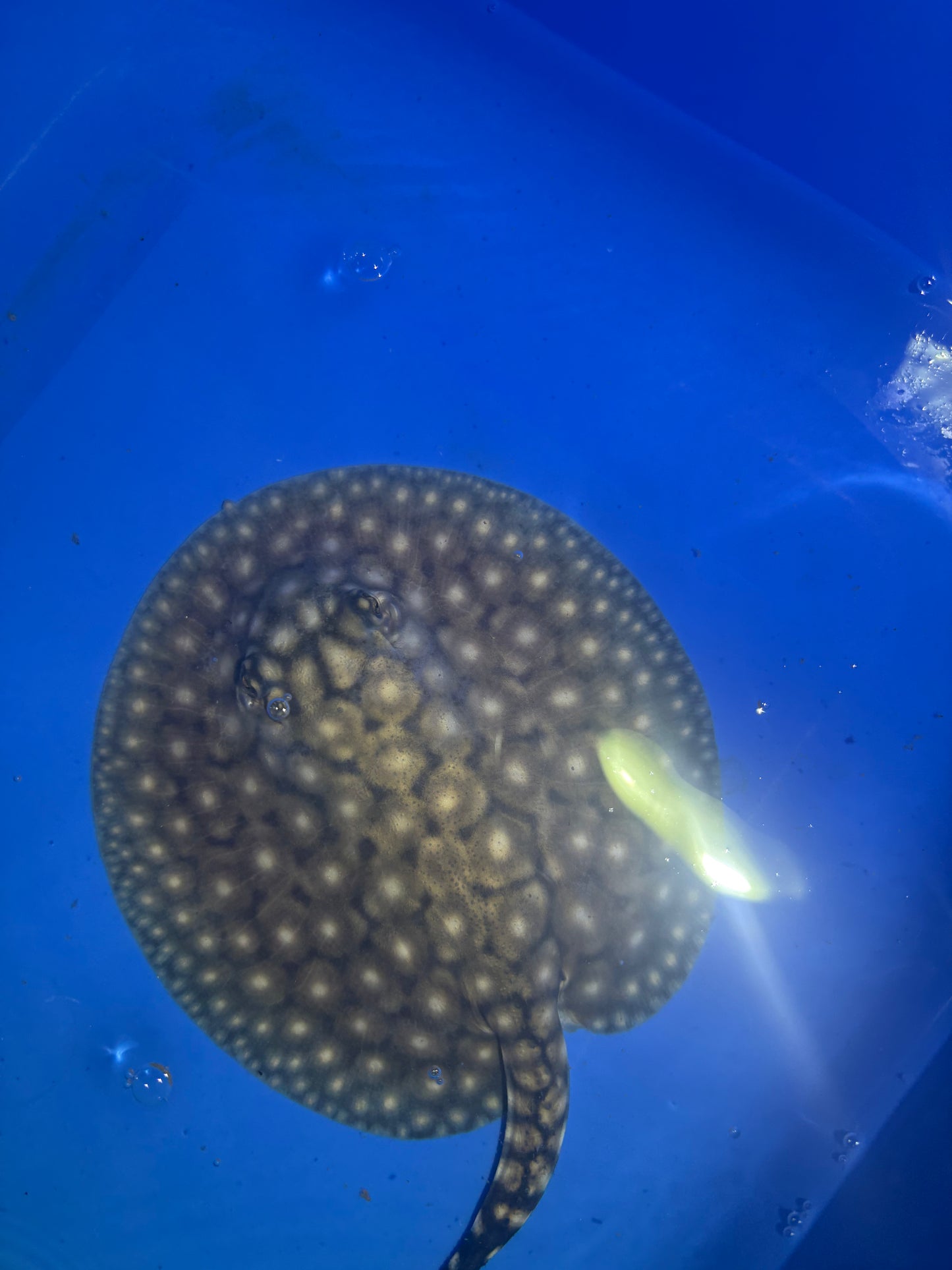Freshwater Stingray P14 Male 1