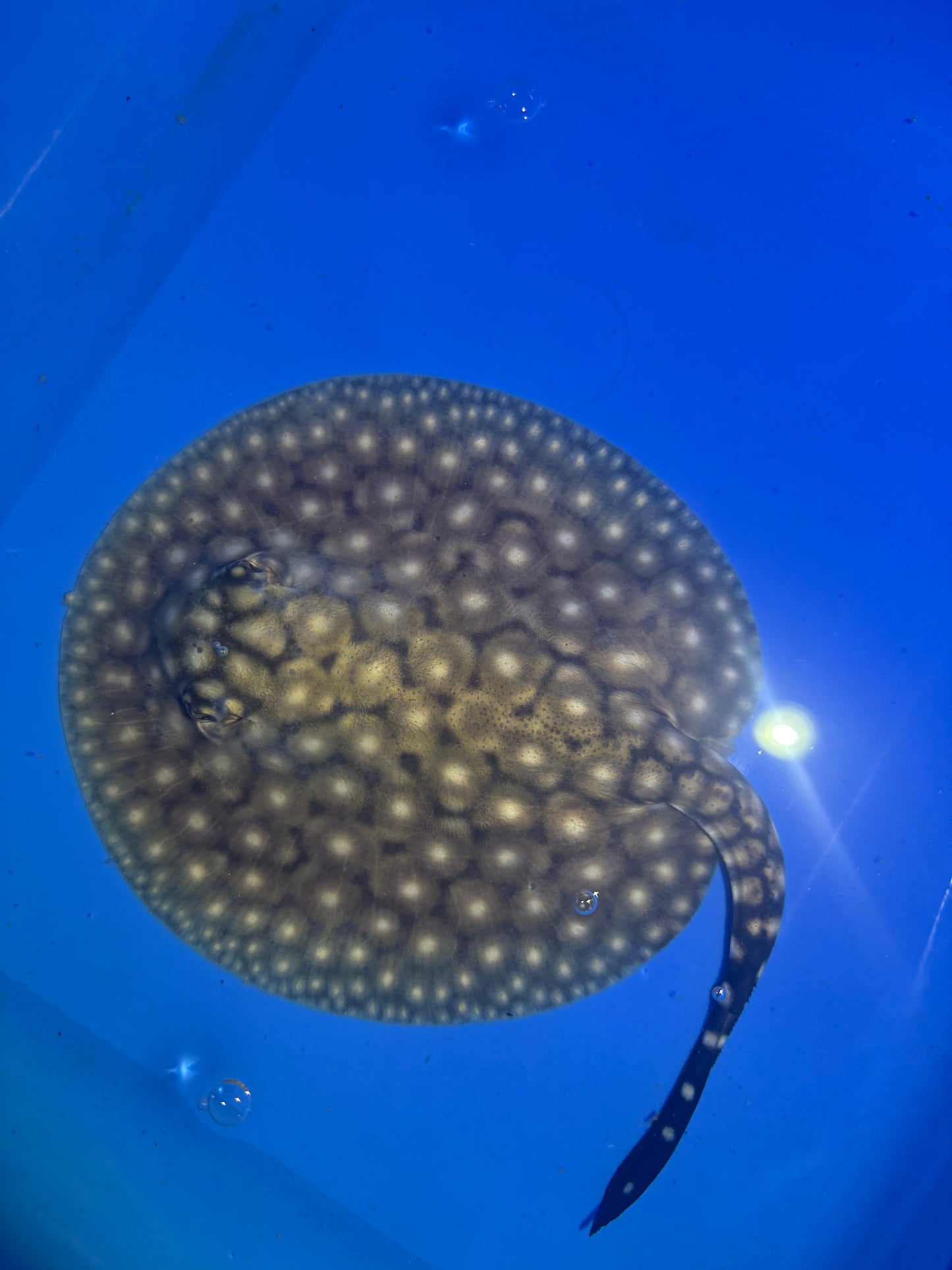 Freshwater Stingray P14 Male 1