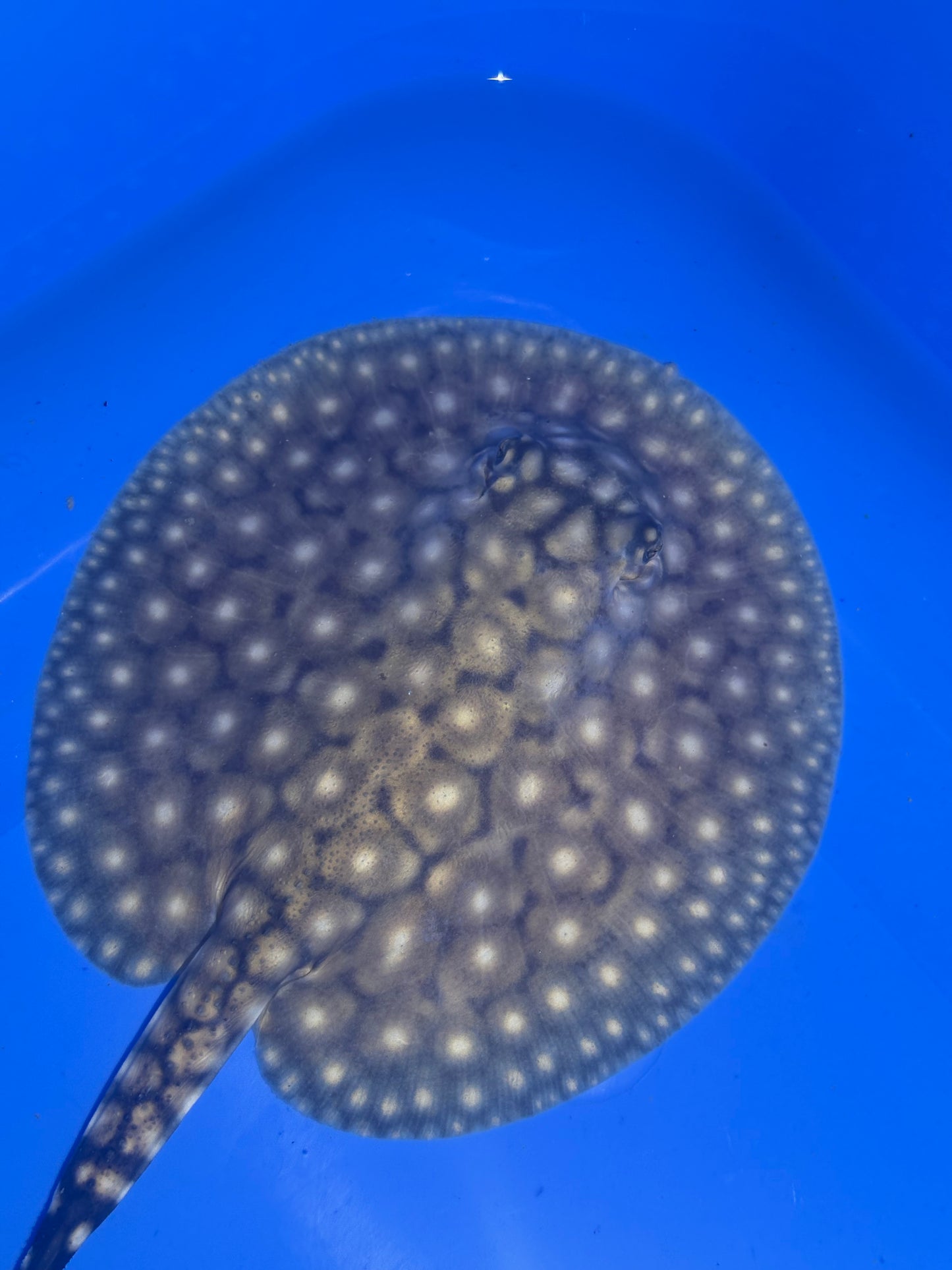 Freshwater Stingray P14 Male 1