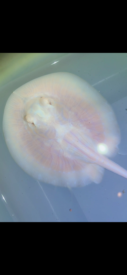 Freshwater Stingray GoldenBase Hybrid Black Diamond Albino male