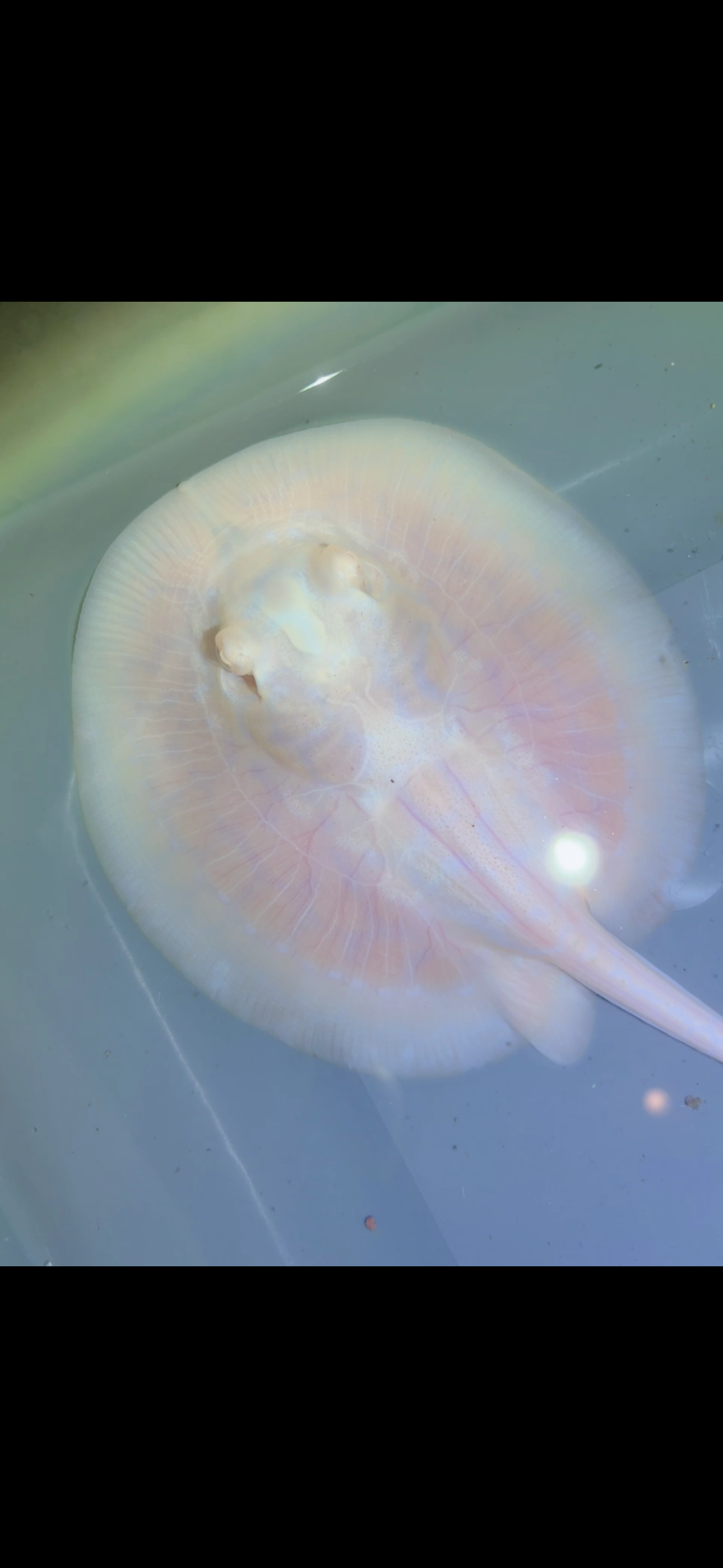 Freshwater Stingray GoldenBase Hybrid Black Diamond Albino male