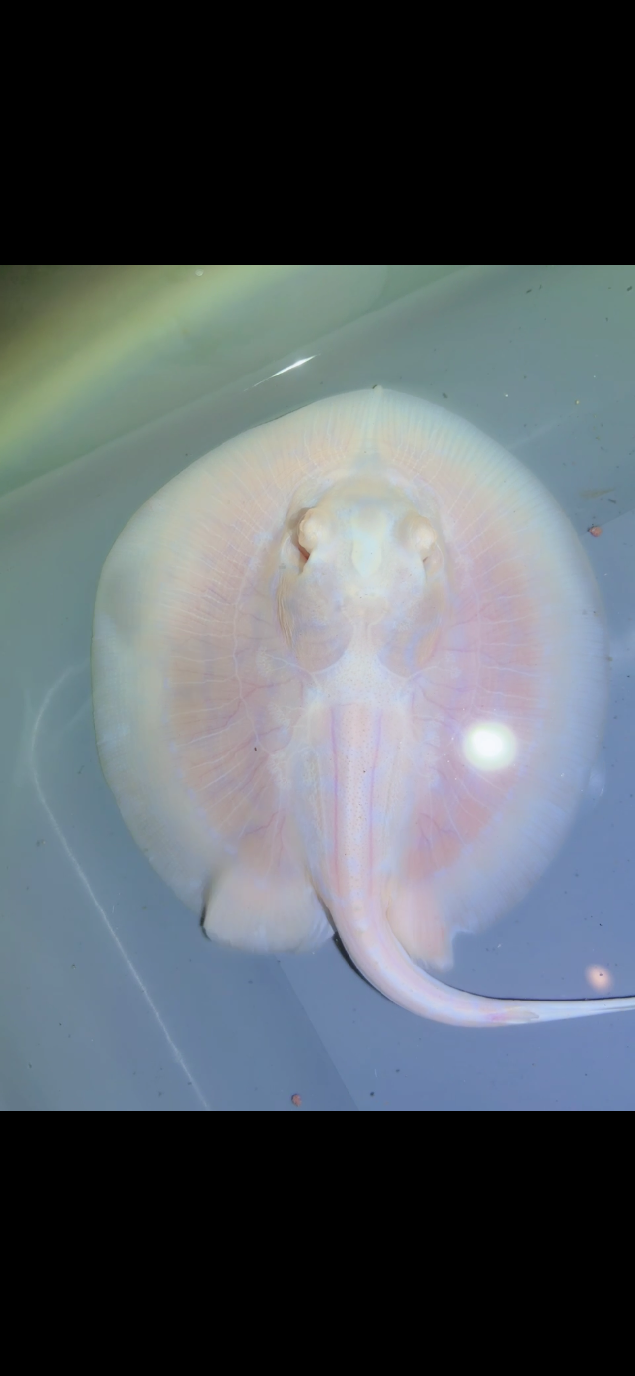 Freshwater Stingray GoldenBase Hybrid Black Diamond Albino male
