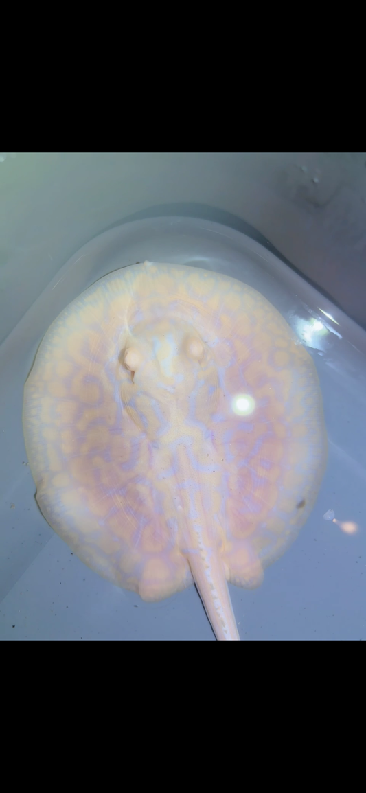 Freshwater Stingray GoldenBase Hybrid Albino Male 4