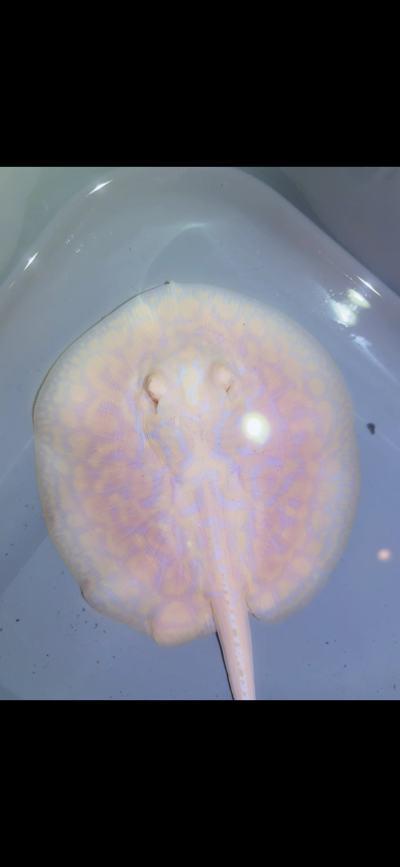 Freshwater Stingray GoldenBase Hybrid Albino Male 4