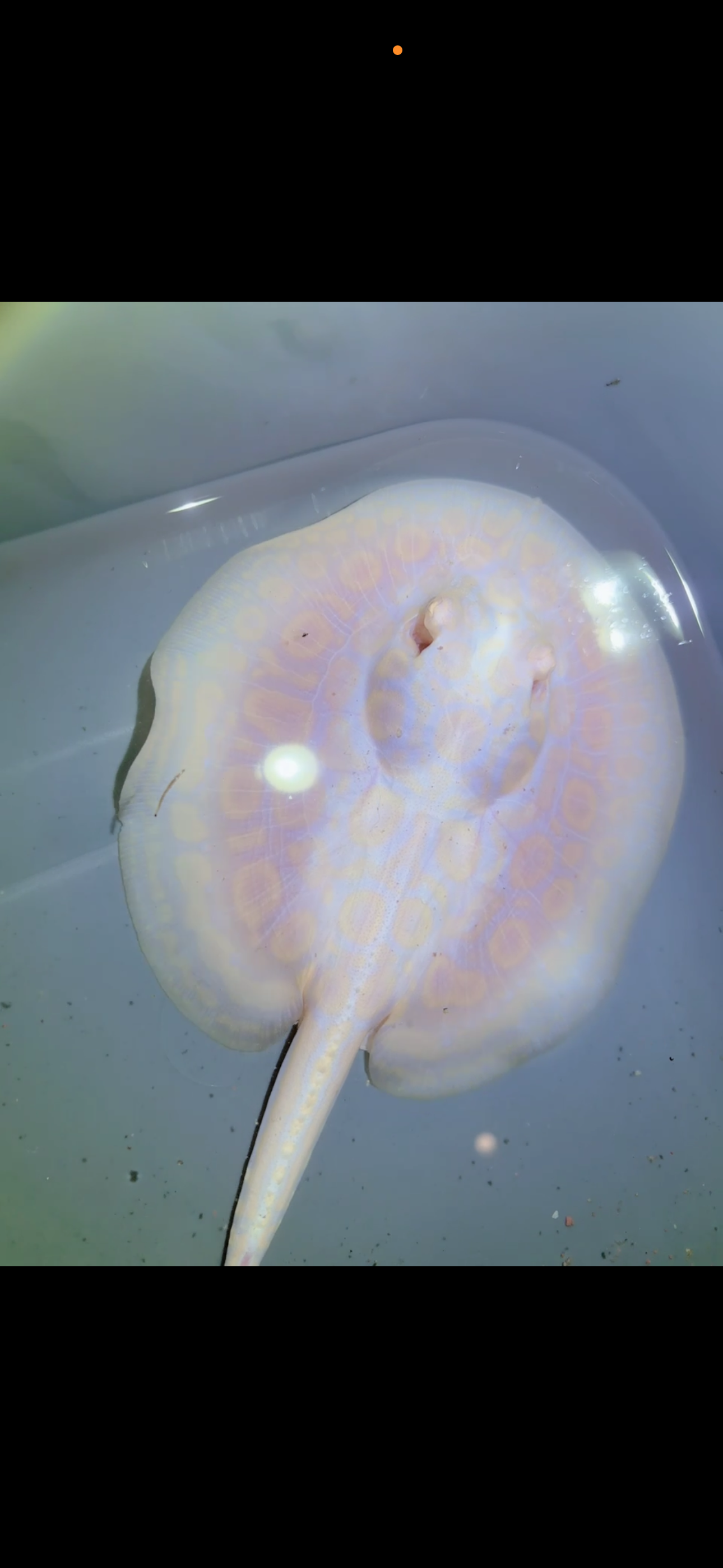 Freshwater Stingray GoldenBase Hybrid Albino Male5
