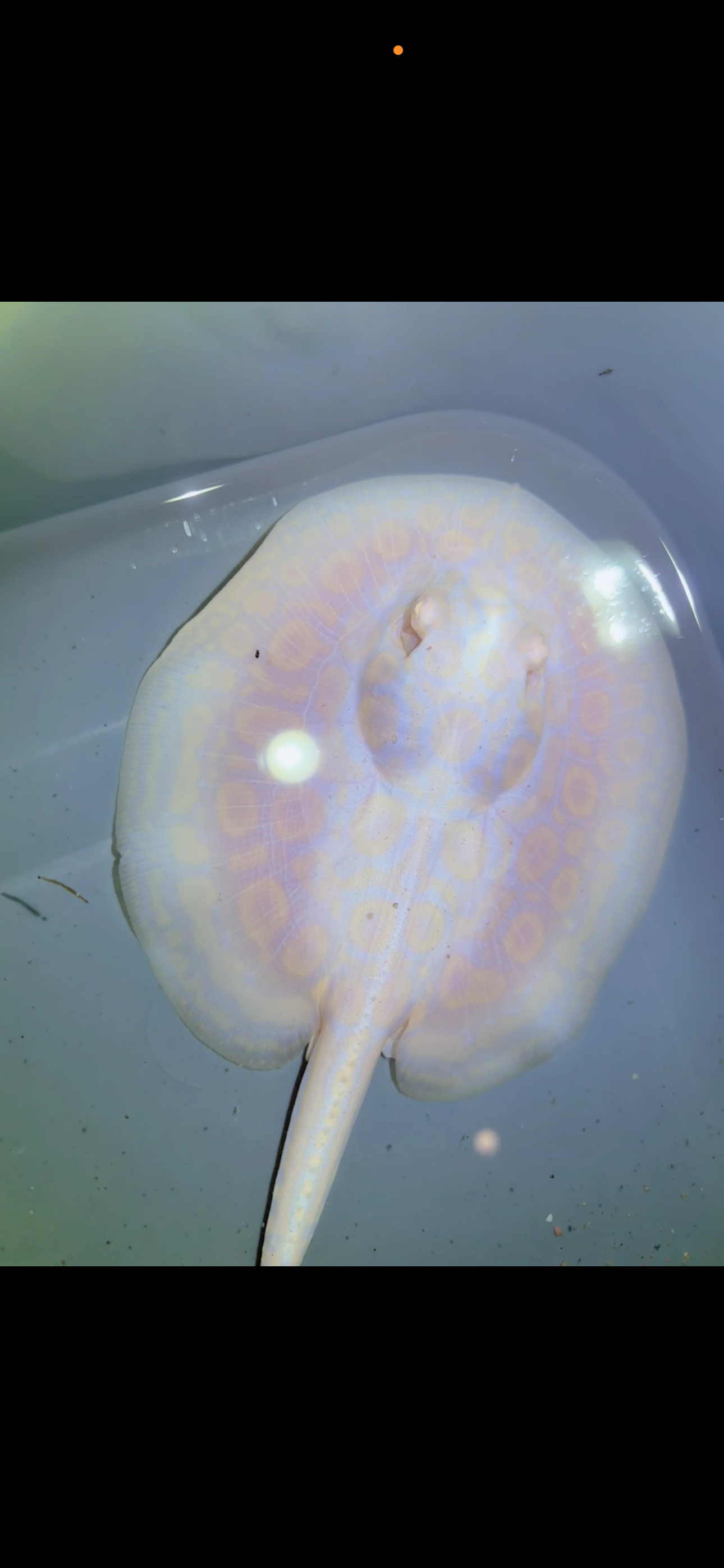 Freshwater Stingray GoldenBase Hybrid Albino Male5