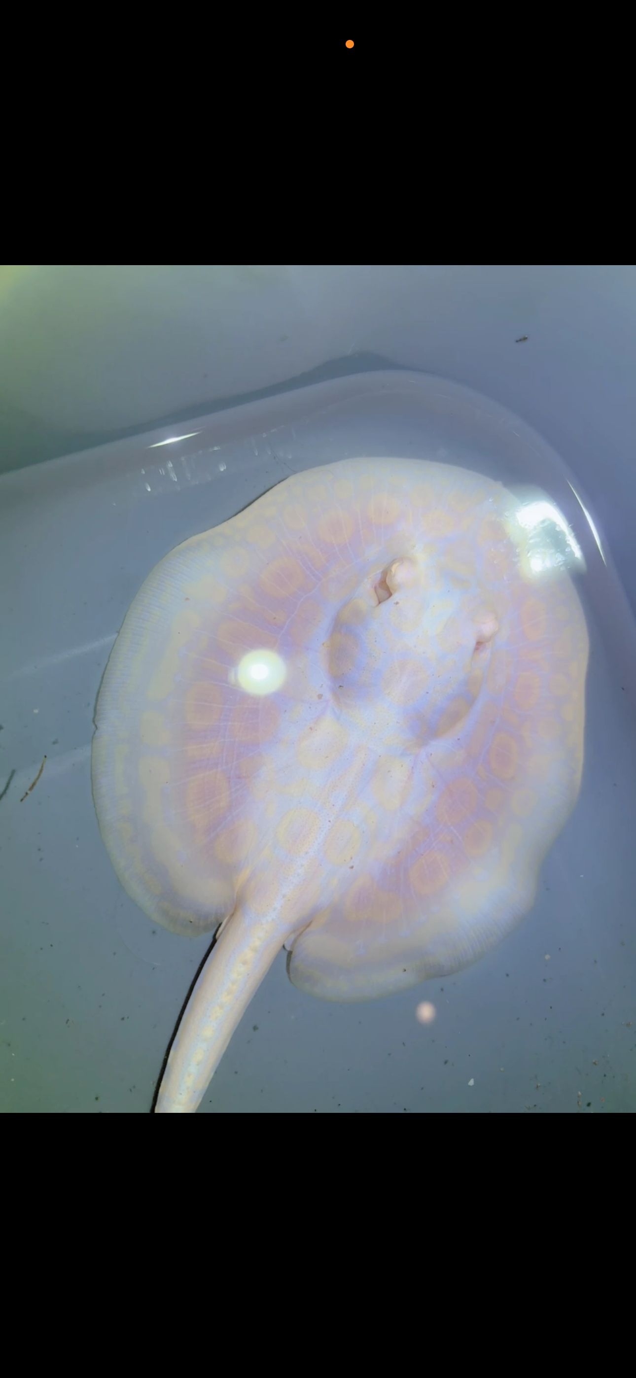 Freshwater Stingray GoldenBase Hybrid Albino Male5