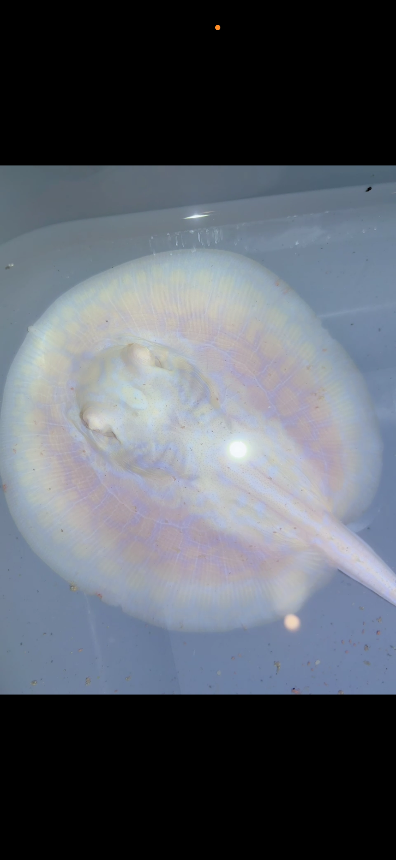 Freshwater Stingray GoldenBase Hybrid Albino Male6