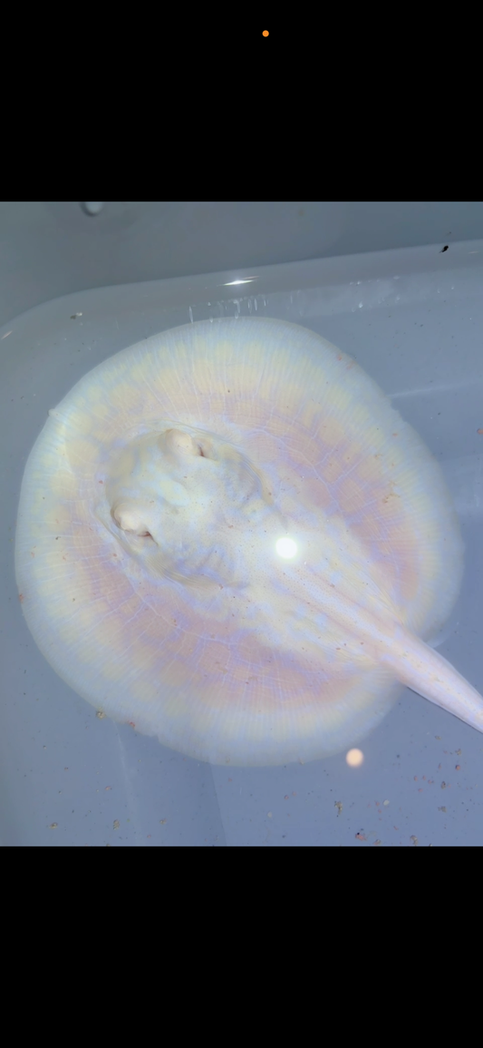 Freshwater Stingray GoldenBase Hybrid Albino Male6
