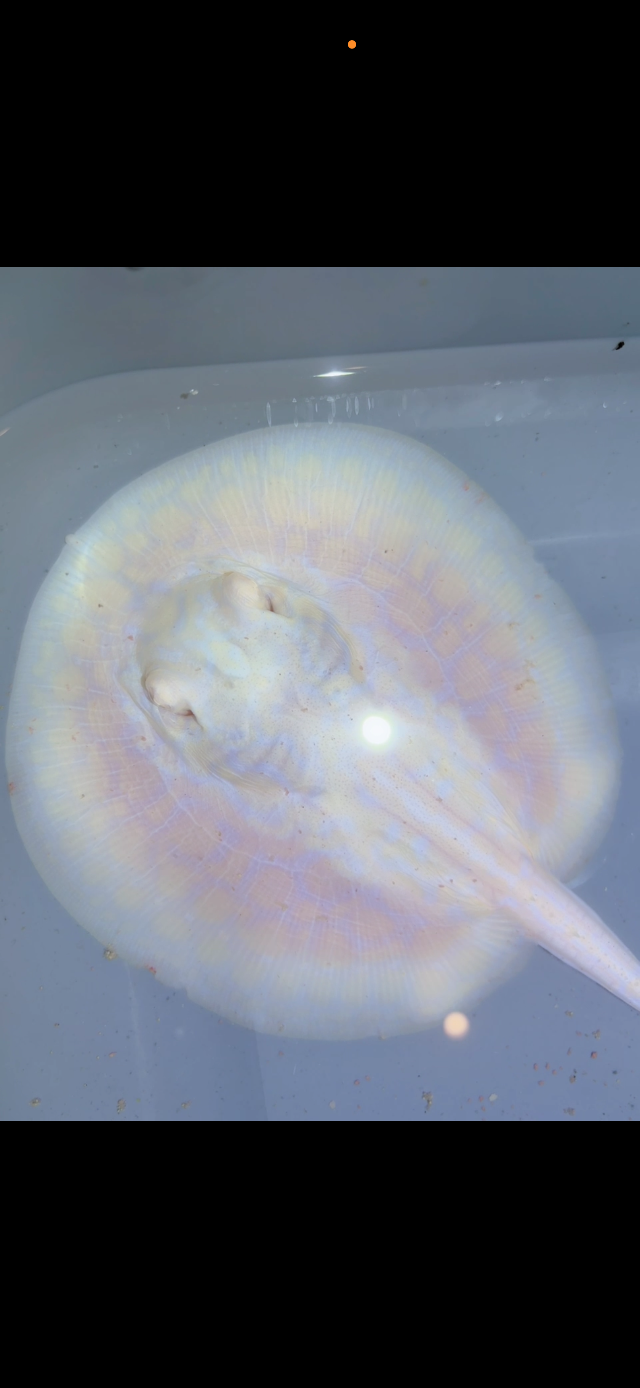 Freshwater Stingray GoldenBase Hybrid Albino Male6