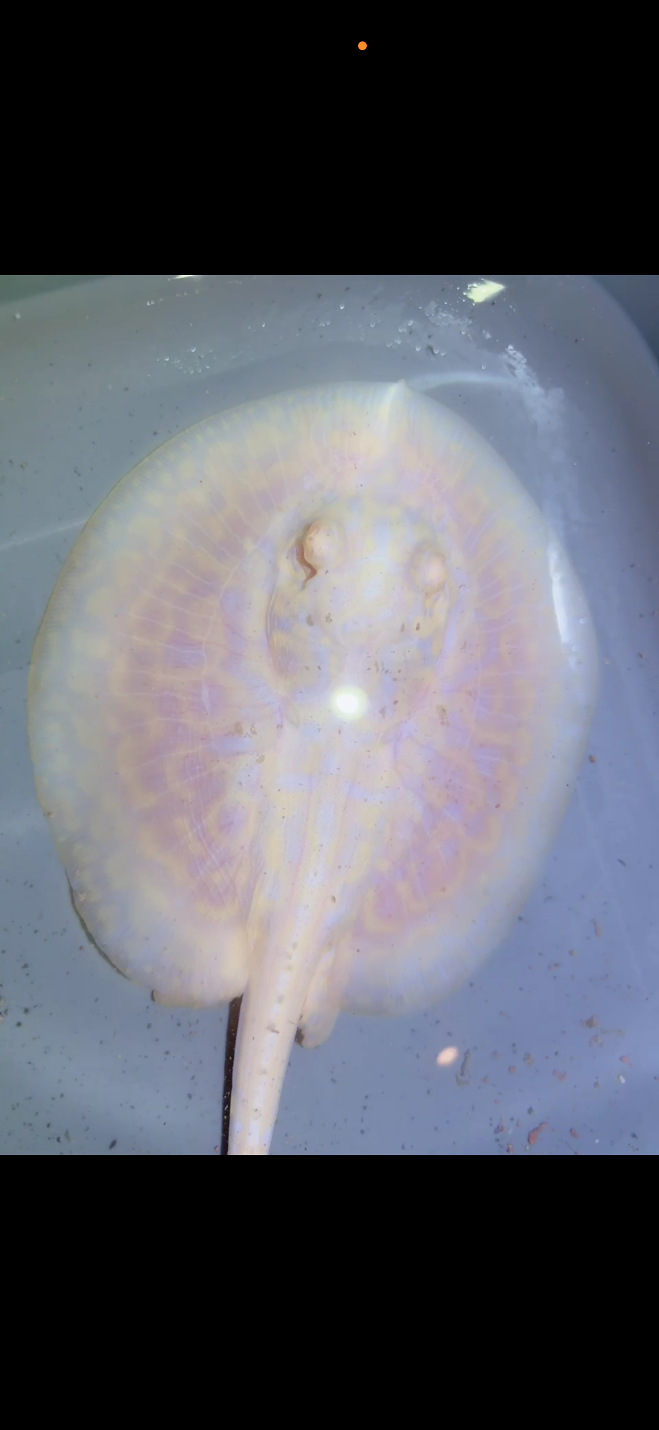Freshwater Stingray GoldenBase Hybrid Albino Male7