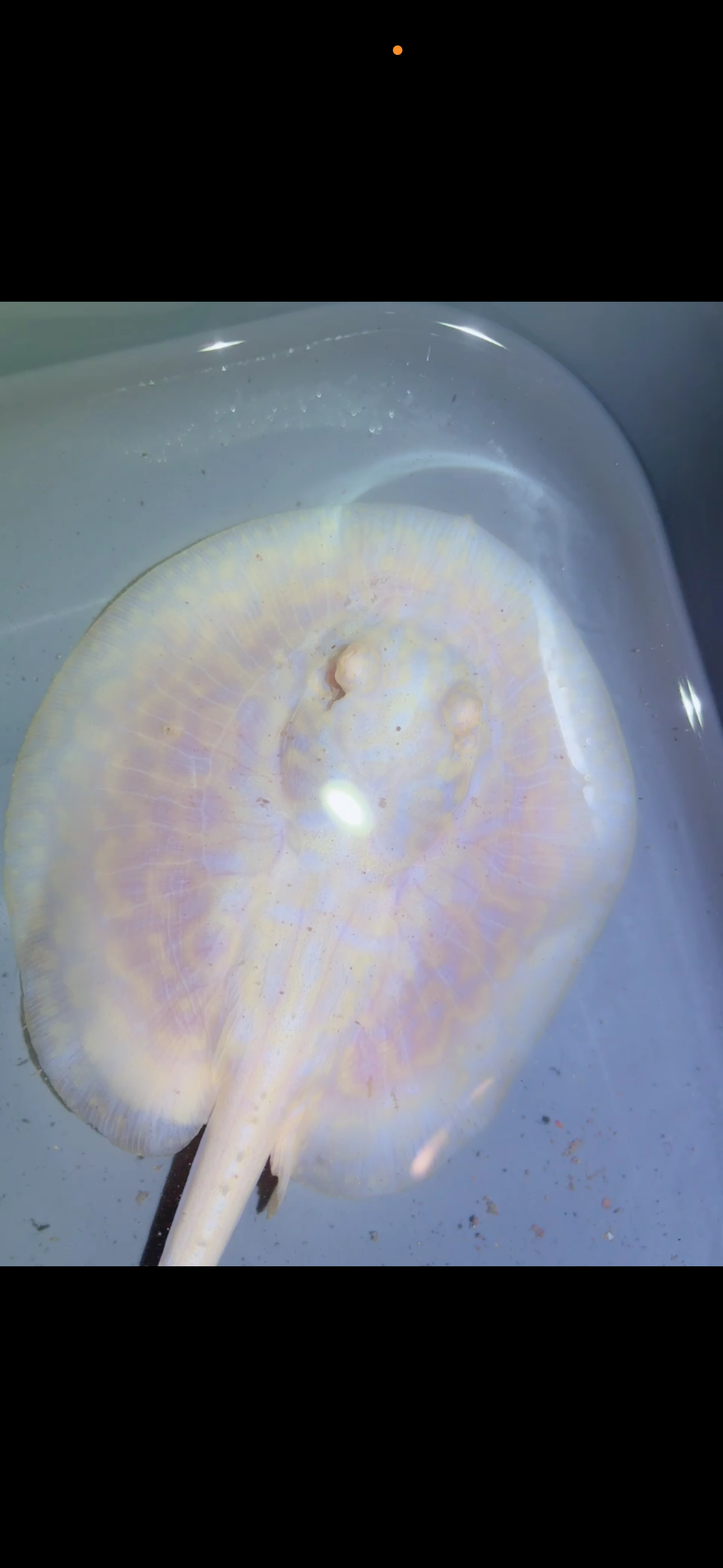 Freshwater Stingray GoldenBase Hybrid Albino Male7