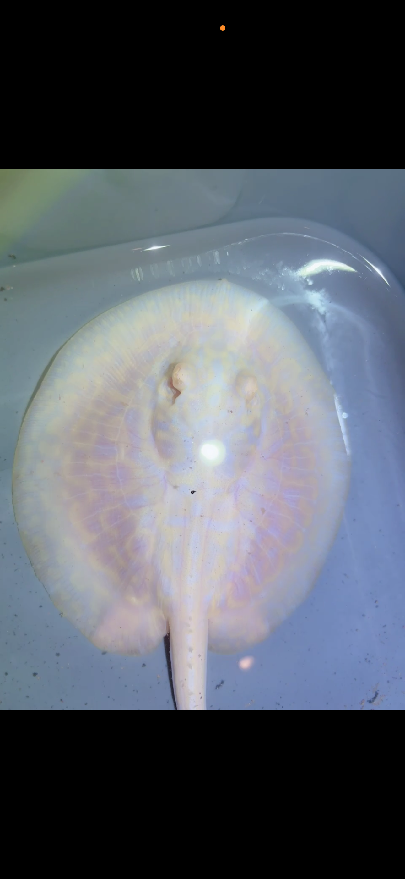 Freshwater Stingray GoldenBase Hybrid Albino Male7