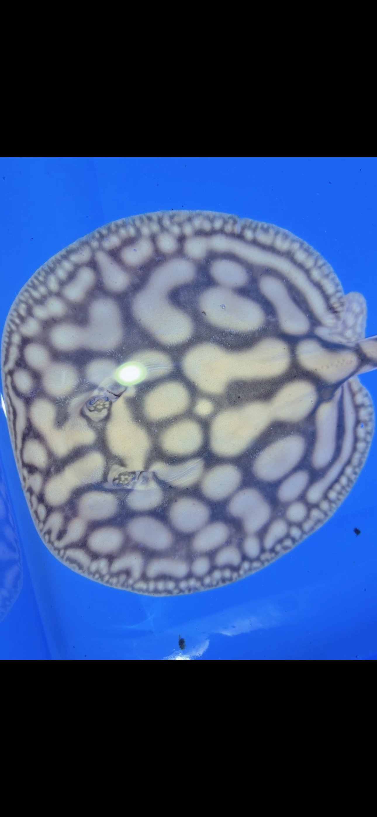 Key Diamond Male