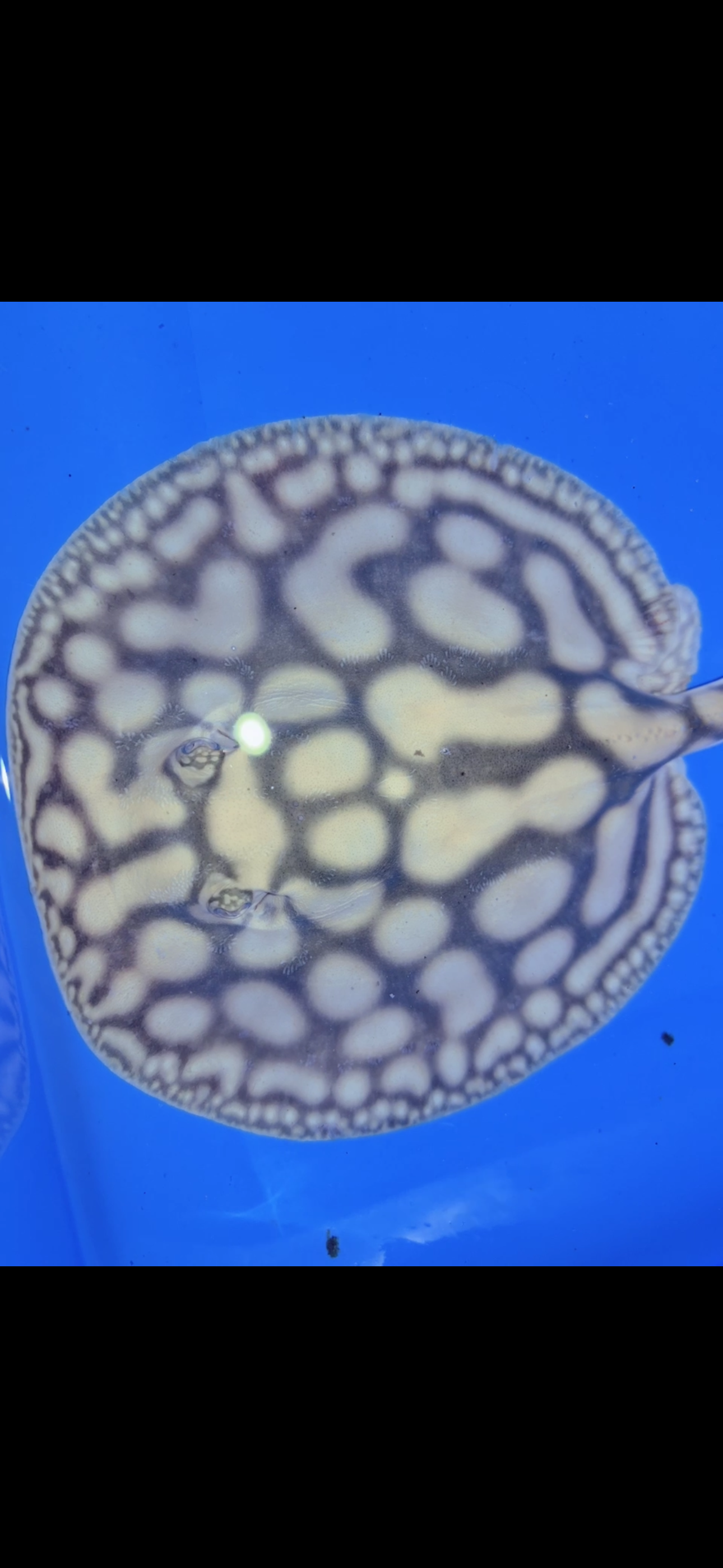 Key Diamond Male