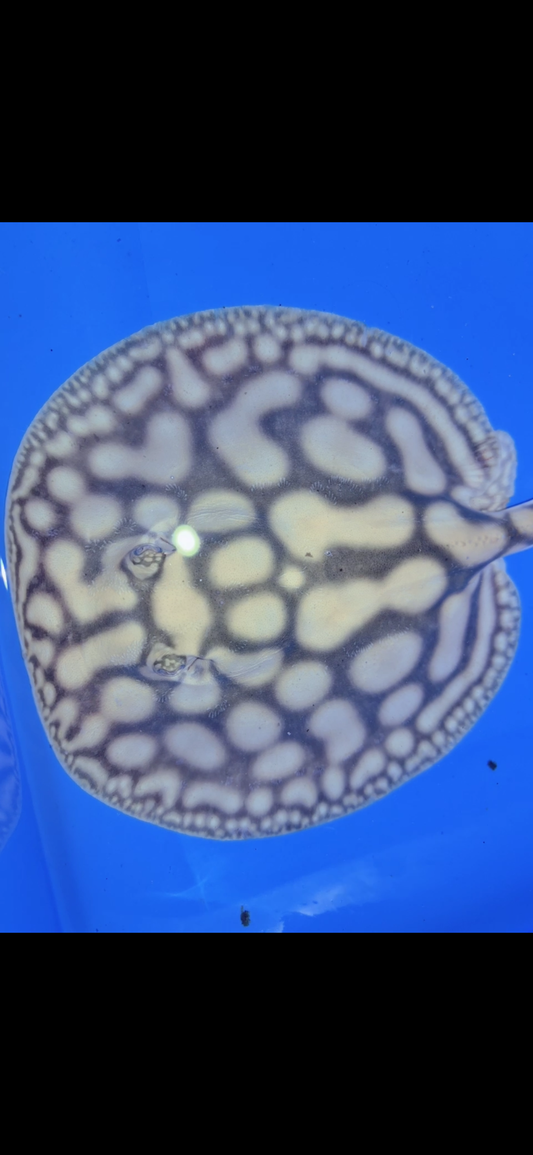 Key Diamond Male