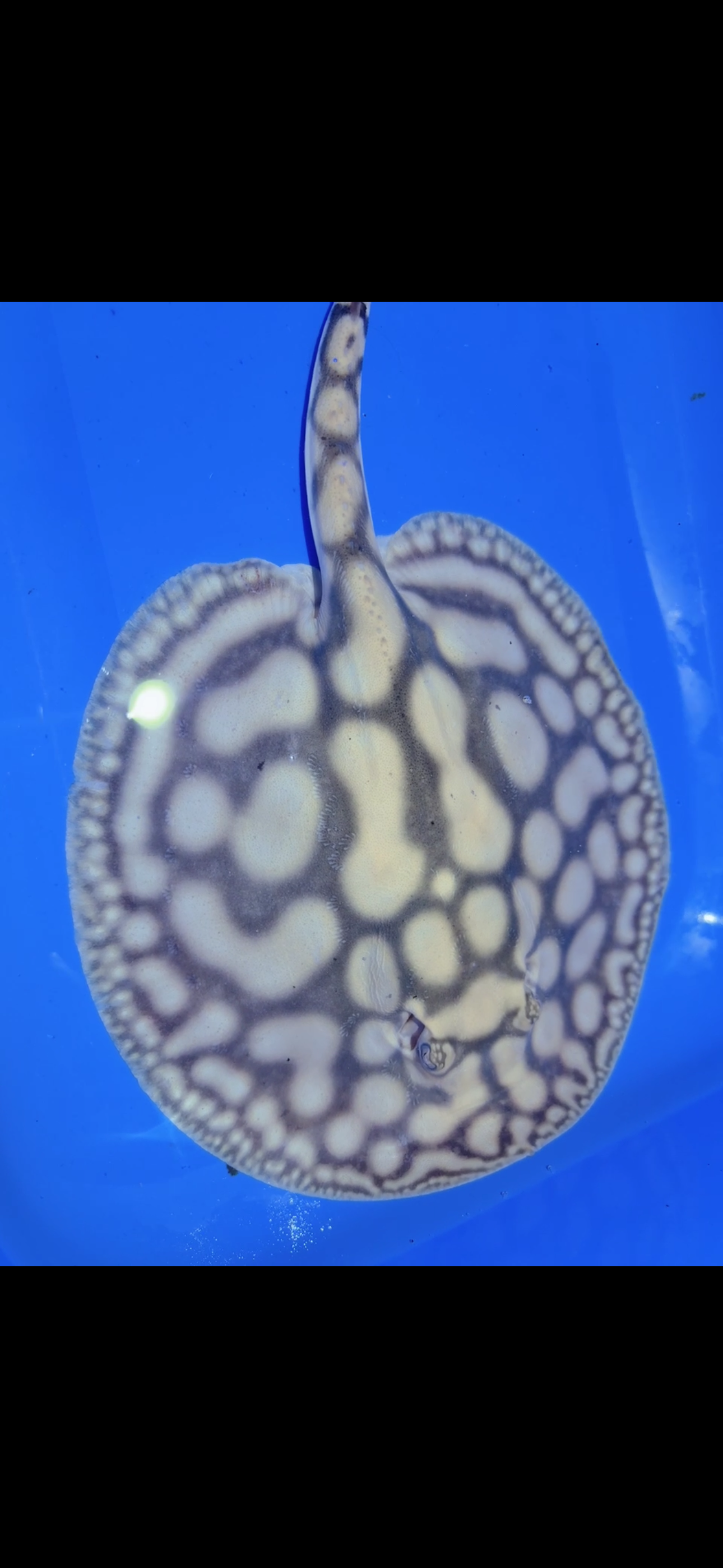 Key Diamond Male
