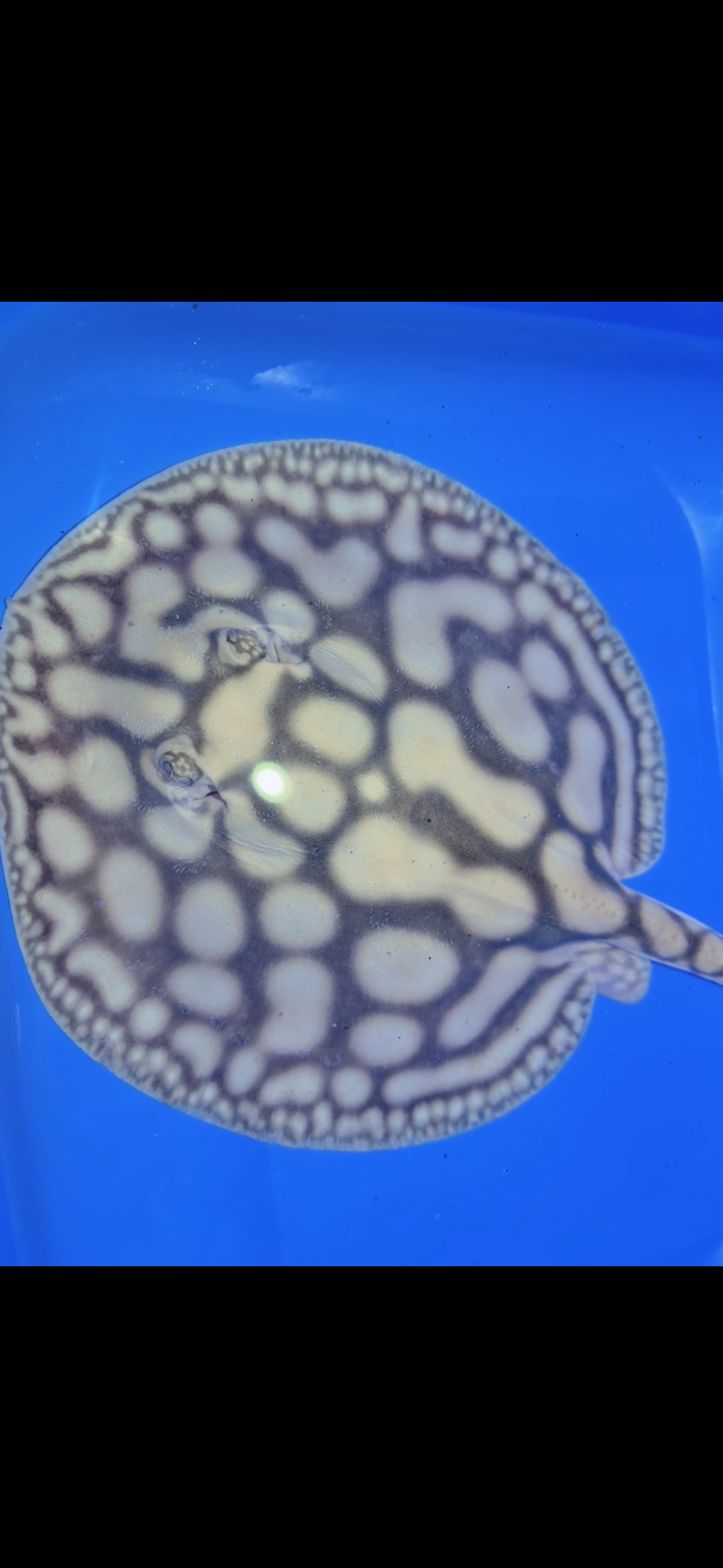 Key Diamond Male