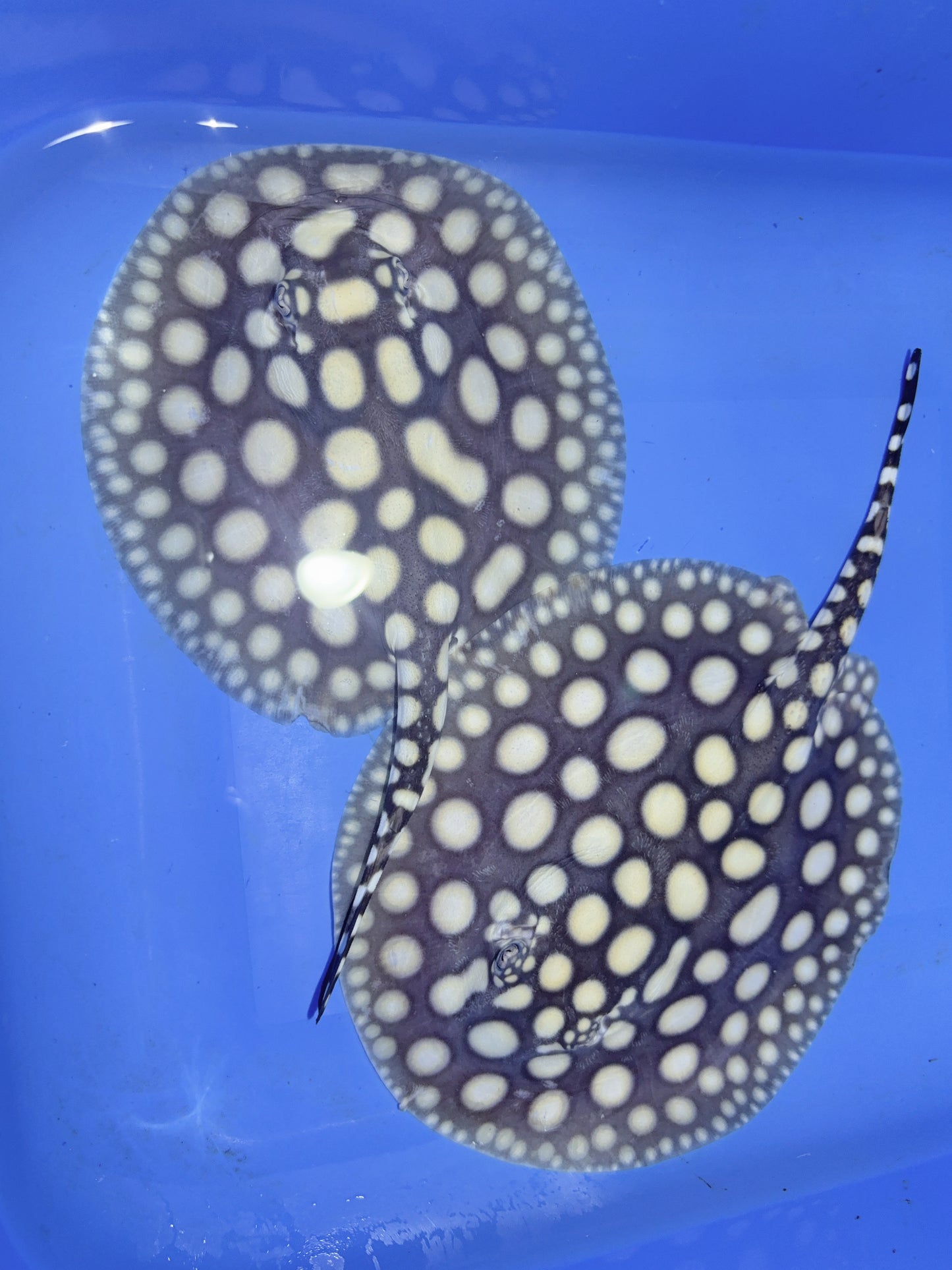 Freshwater Stingray Black Diamond Pair