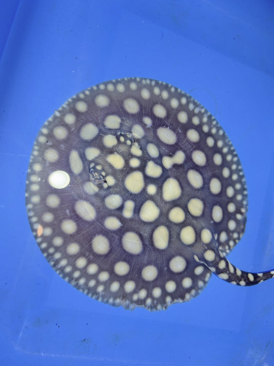 Freshwater stingray black diamond female 6inch 8
