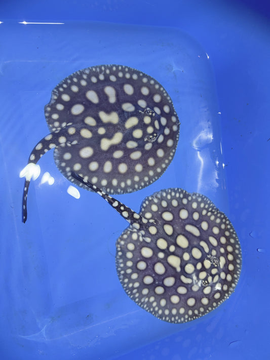 Freshwater Stingray Black Diamond 2 Females