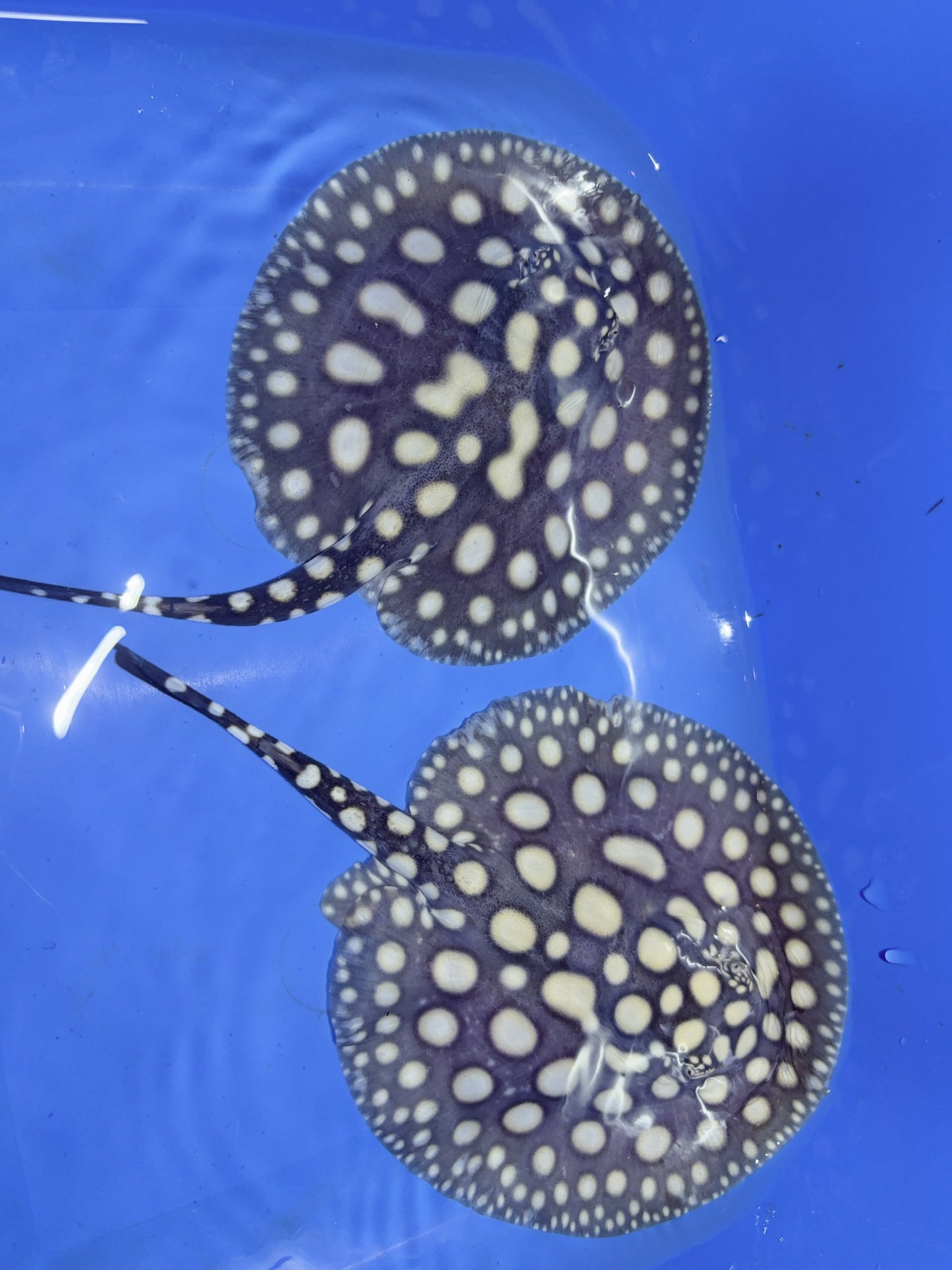 Freshwater Stingray Black Diamond 2 Females