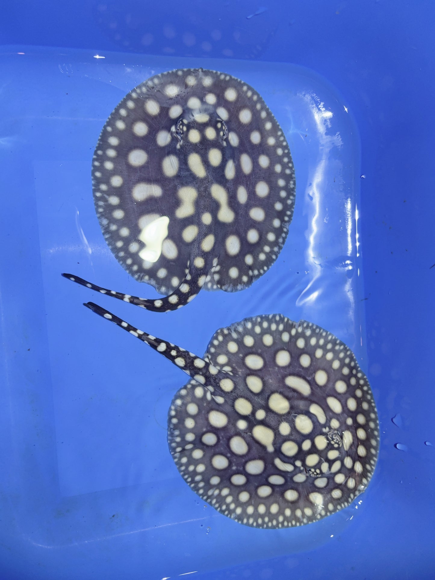 Freshwater Stingray Black Diamond 2 Females