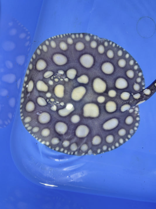 Freshwater Stingray SWC Black Diamond Male