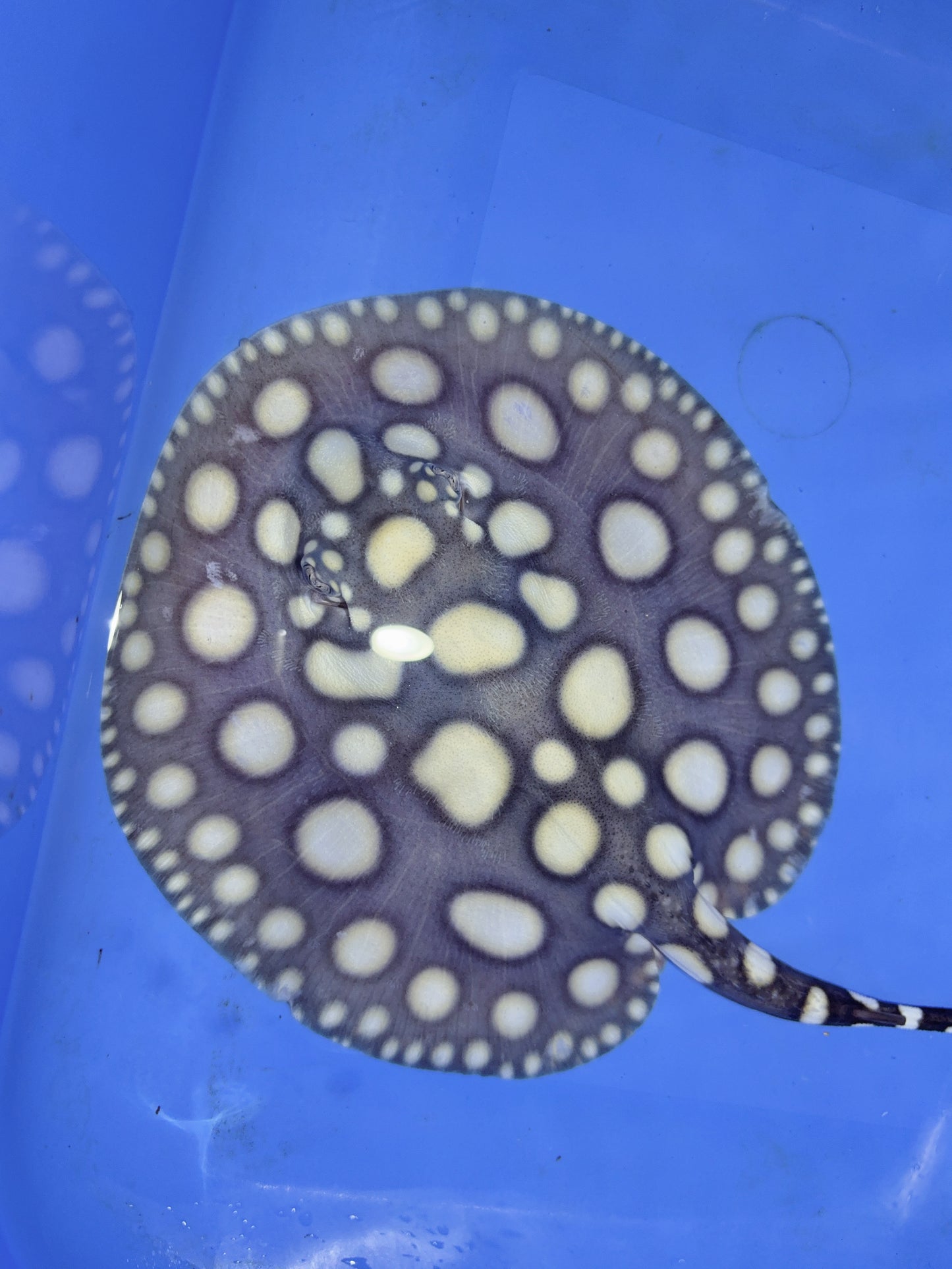 Freshwater Stingray SWC Black Diamond Male