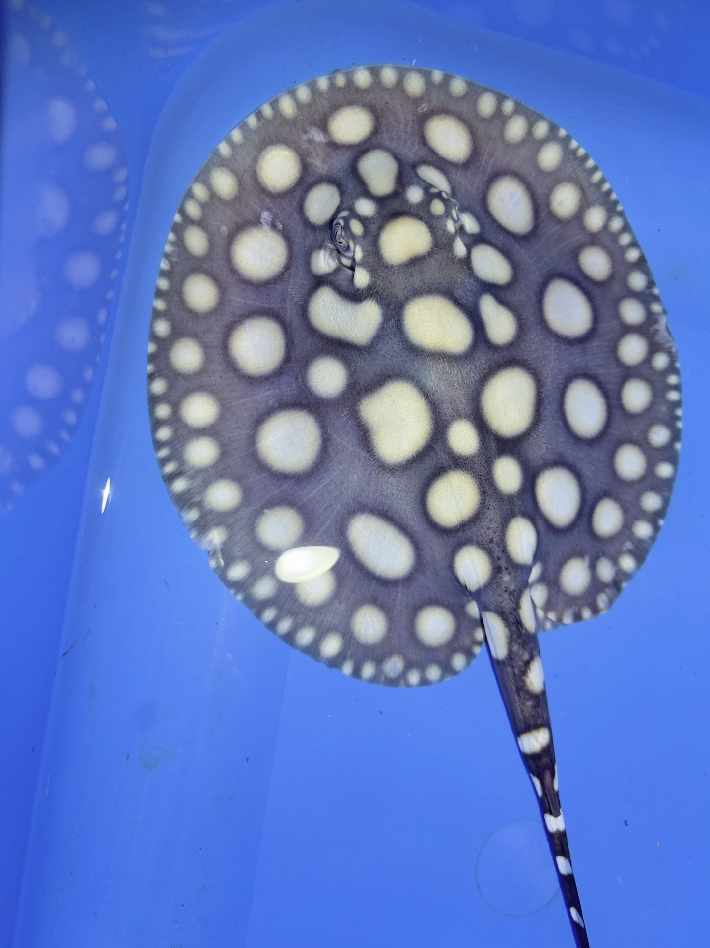 Freshwater Stingray SWC Black Diamond Male