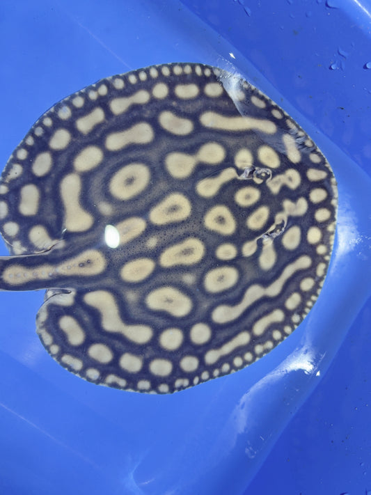 Key Diamond Male