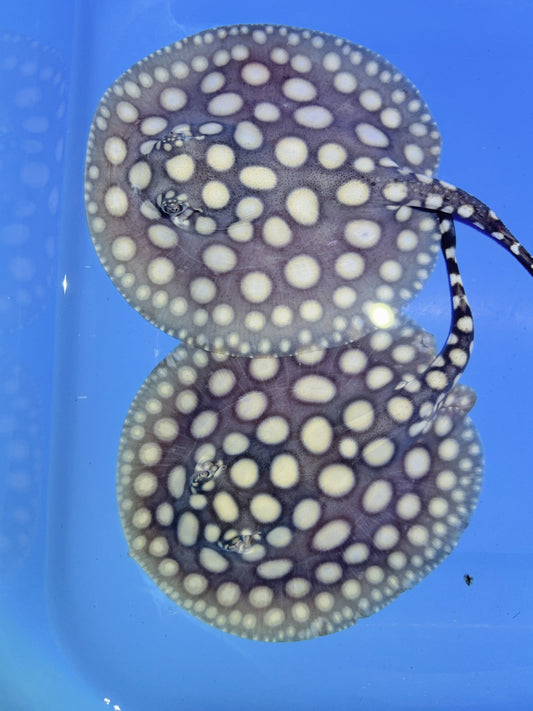 Freshwater Stingray Black Diamond Pair