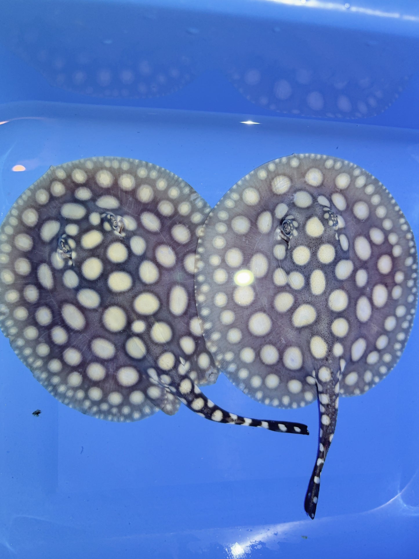 Freshwater Stingray Black Diamond Pair
