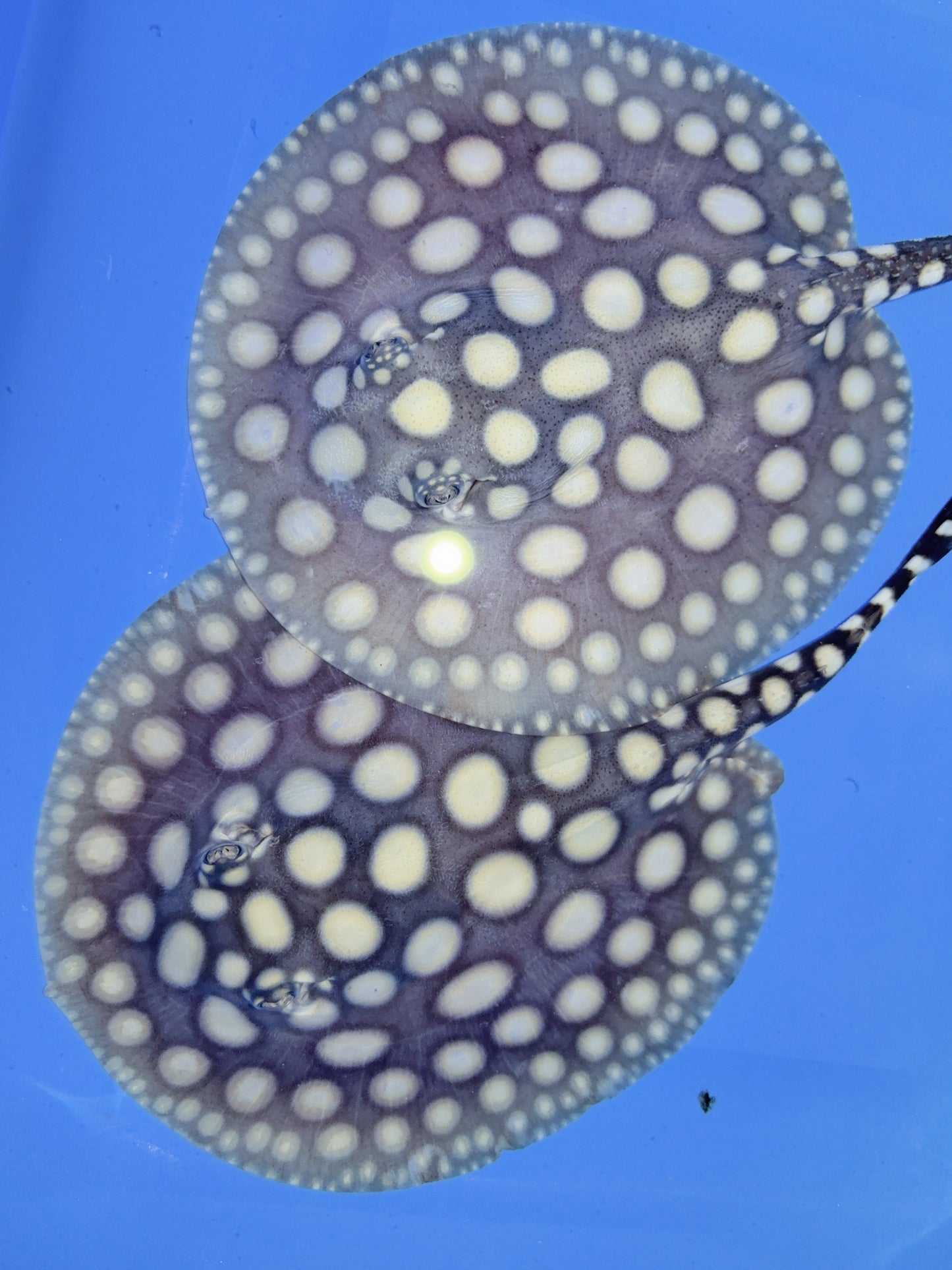 Freshwater Stingray Black Diamond Pair