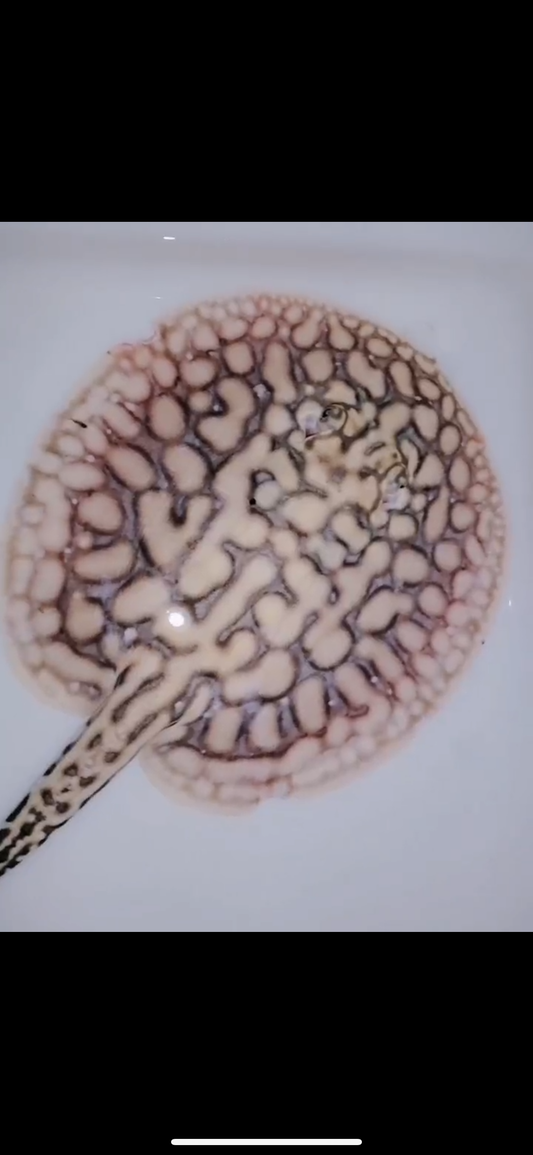 Freshwater stingray leucistic key male 7inch (amazing patterns)