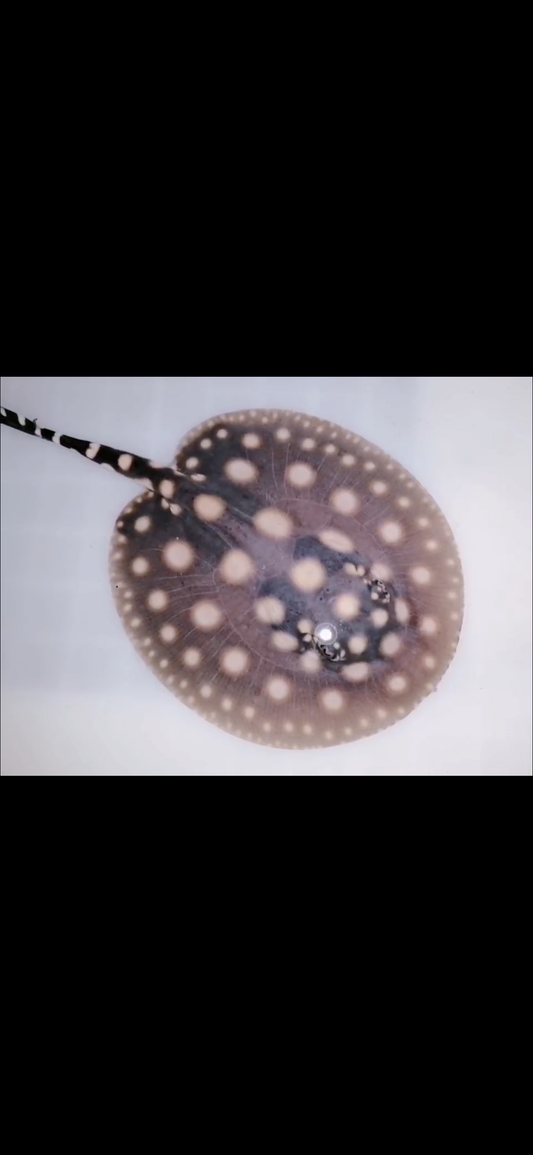 Freshwater stingray black diamond male 5inch